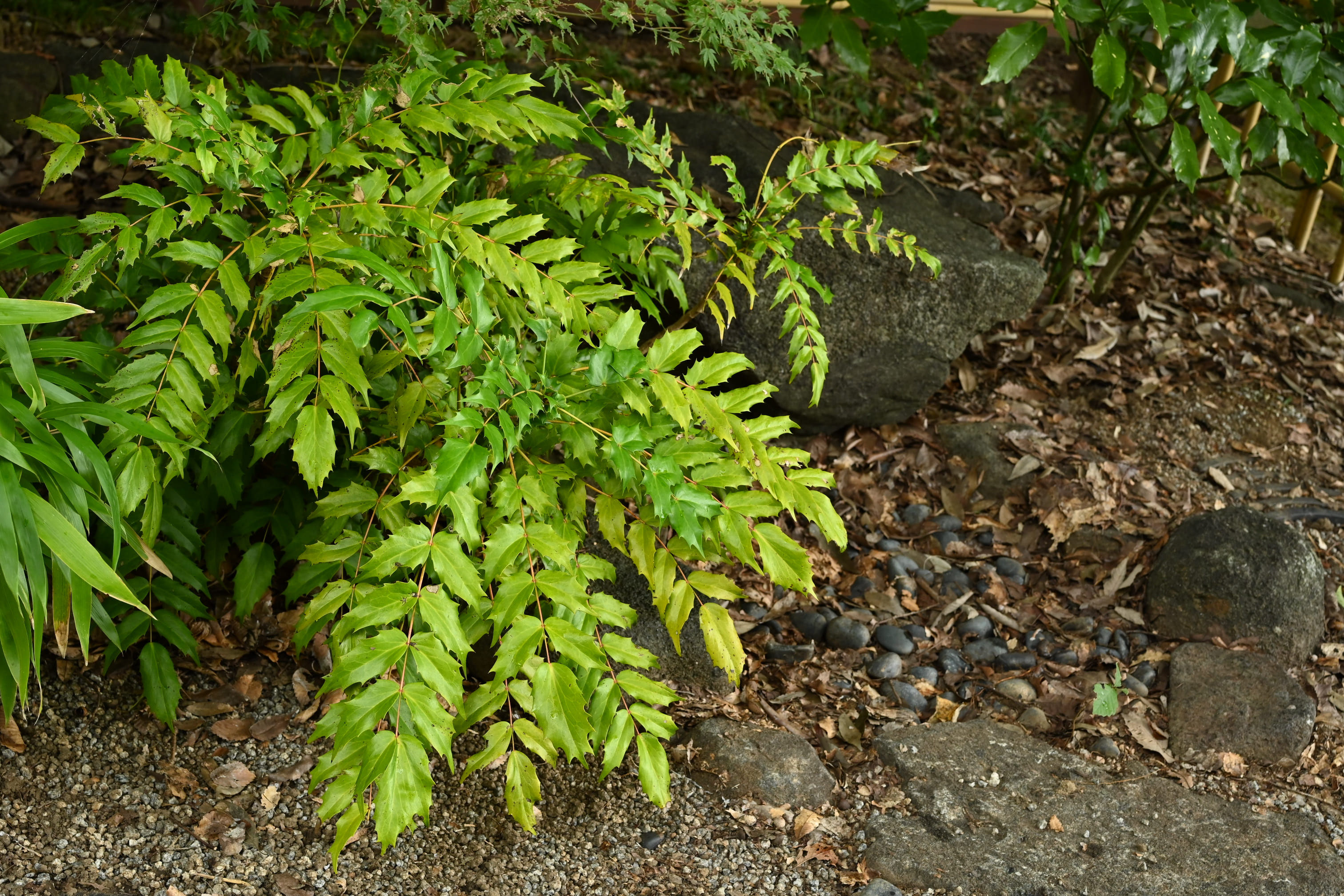 ヒイラギナンテン 柊南天 庭木図鑑 植木ペディア ヒイラギナンテン 柊南天 庭木図鑑 植木ペディア