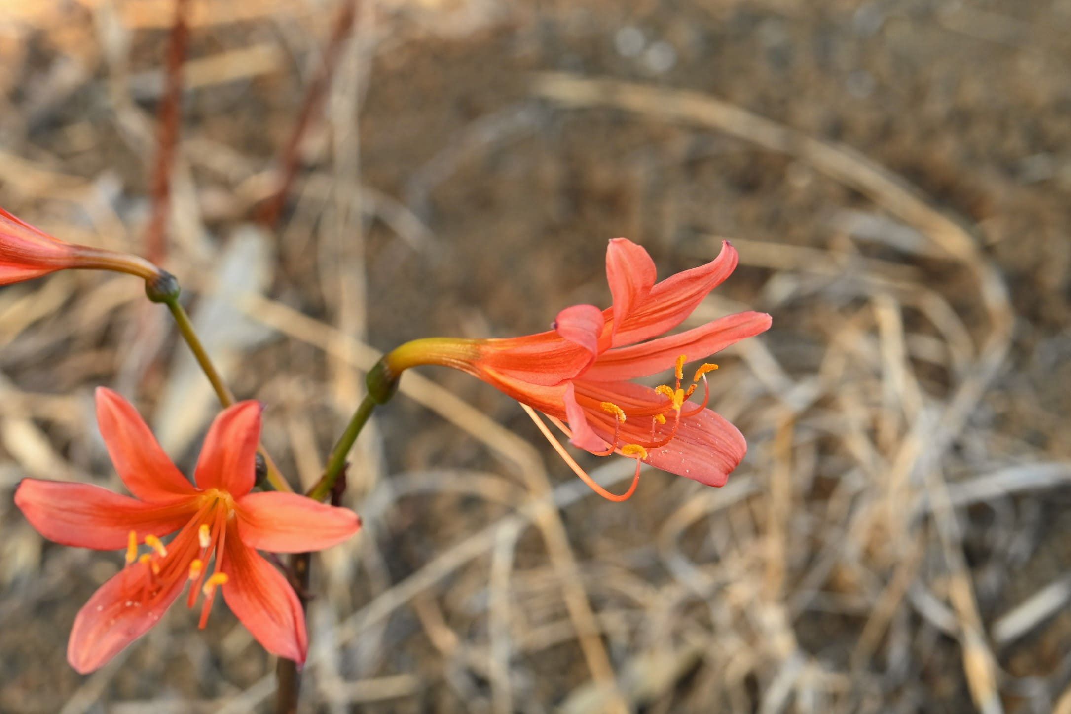 キツネノカミソリ きつねのかみそり 庭木図鑑 植木ペディア キツネノカミソリ きつねのかみそり 庭木図鑑 植木ペディア