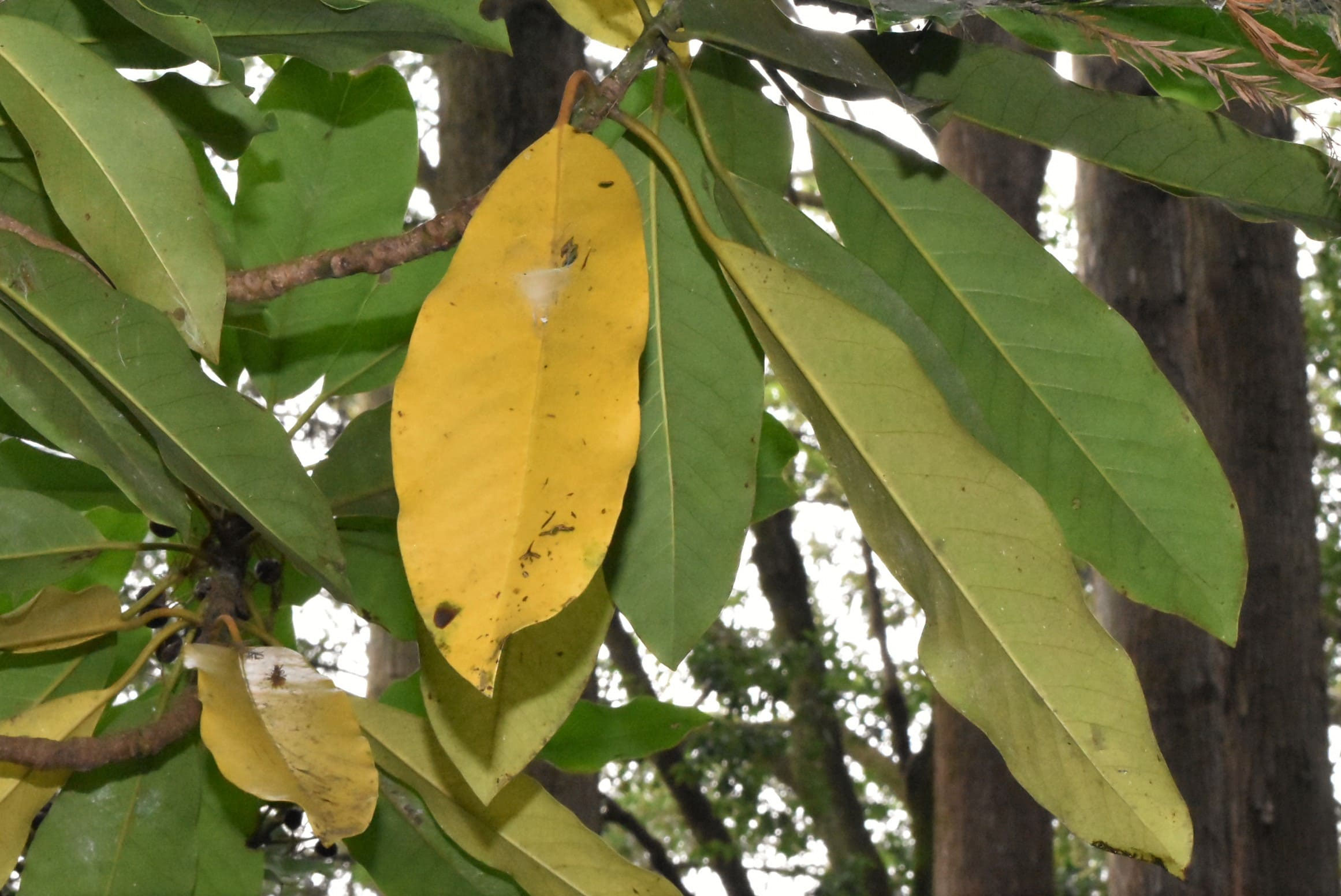 ユズリハ 譲り葉 庭木図鑑 植木ペディア ユズリハ 譲り葉 庭木図鑑 植木ペディア