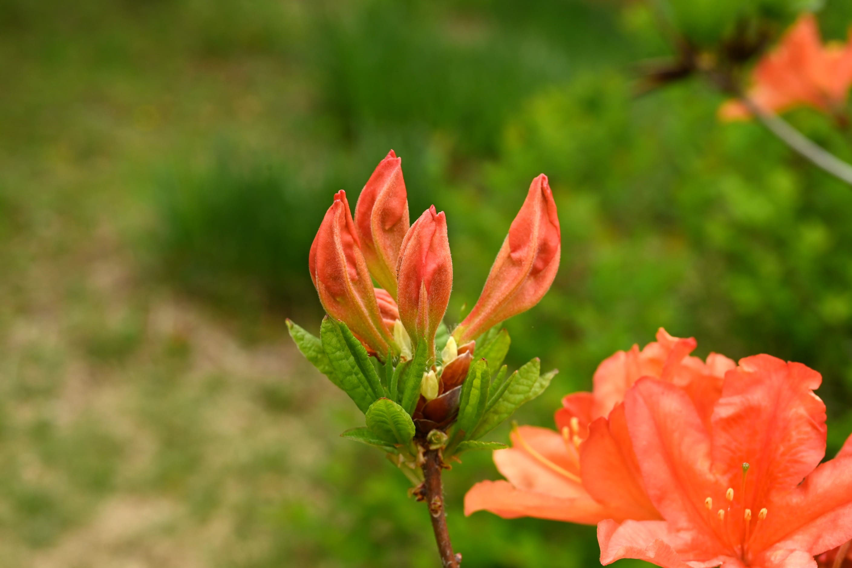 レンゲツツジ れんげつつじ 蓮華躑躅 庭木図鑑 植木ペディア レンゲツツジ れんげつつじ 蓮華躑躅 庭木図鑑 植木ペディア