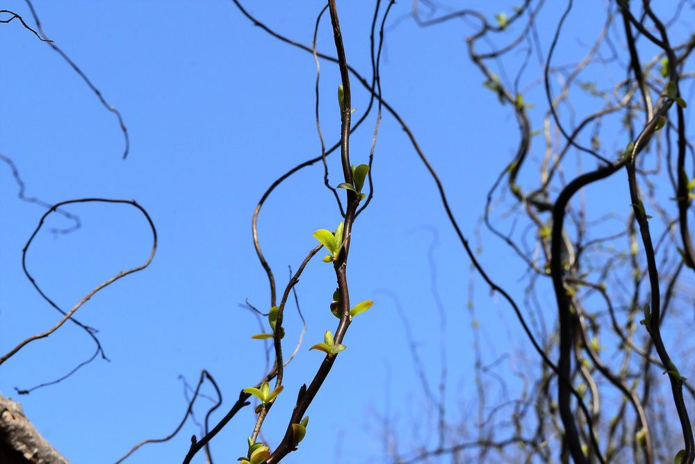 雲龍柳 ウンリュウヤナギ 落葉樹