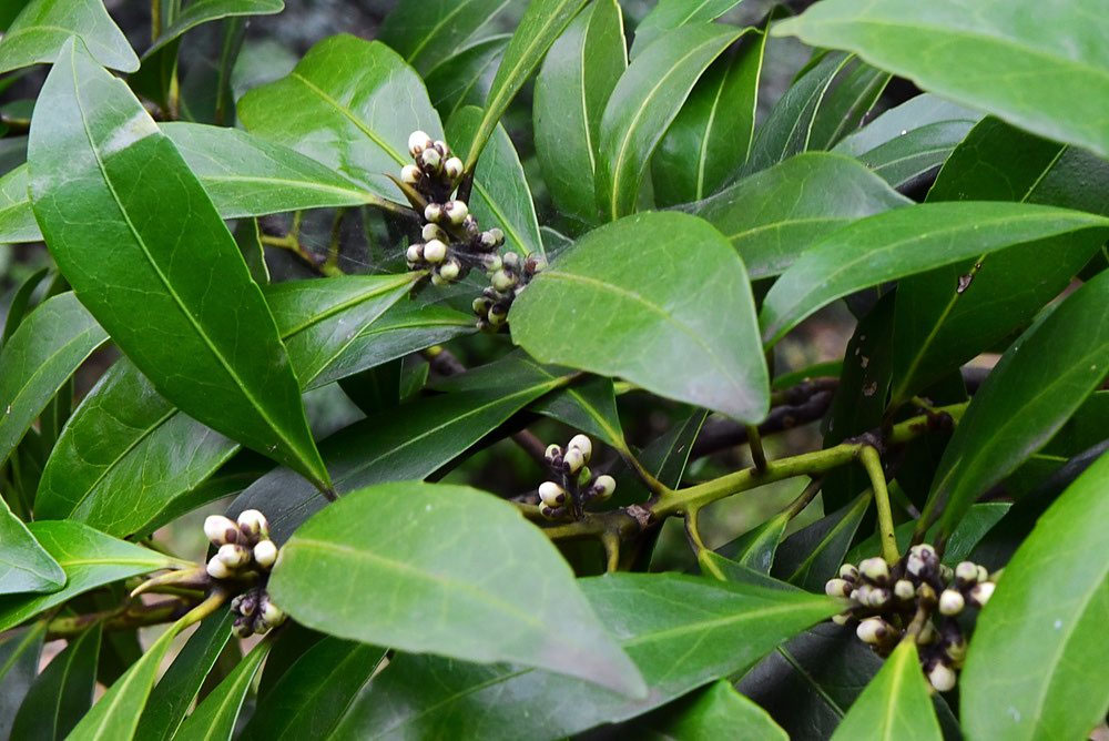 幹3本の貴重な黒木（クロキ） 幹3本の貴重な黒木（クロキ）