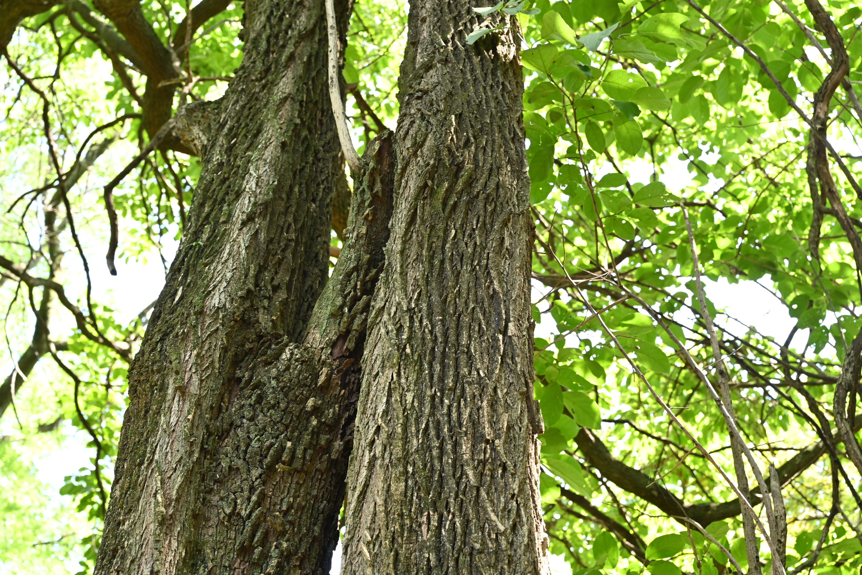 専用です‼️群言堂 ホワイトパンツ 萵苣の木 ちしゃの木 ワイドコード
