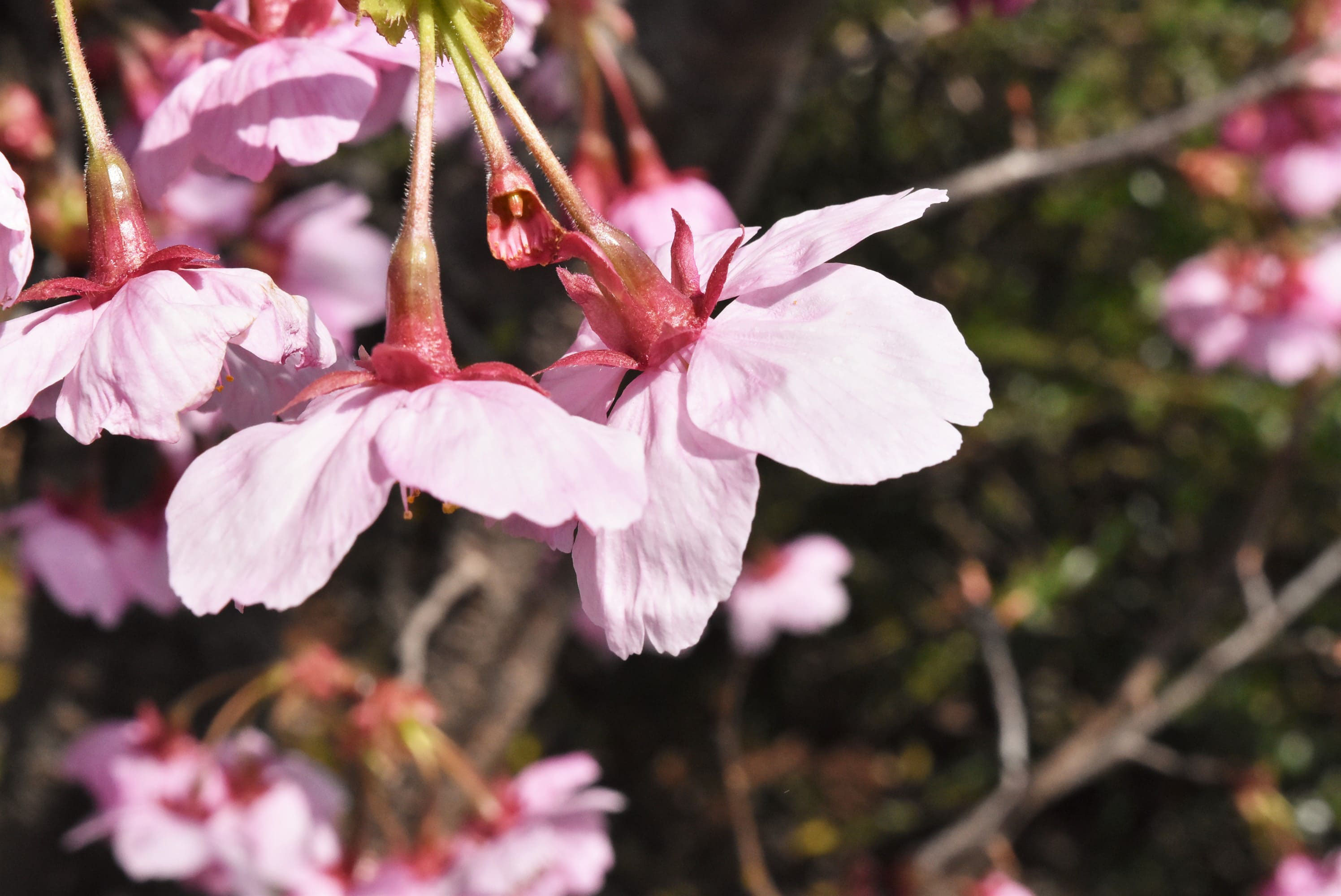 ヨウコウザクラ ようこうざくら 陽光桜 庭木図鑑 植木ペディア