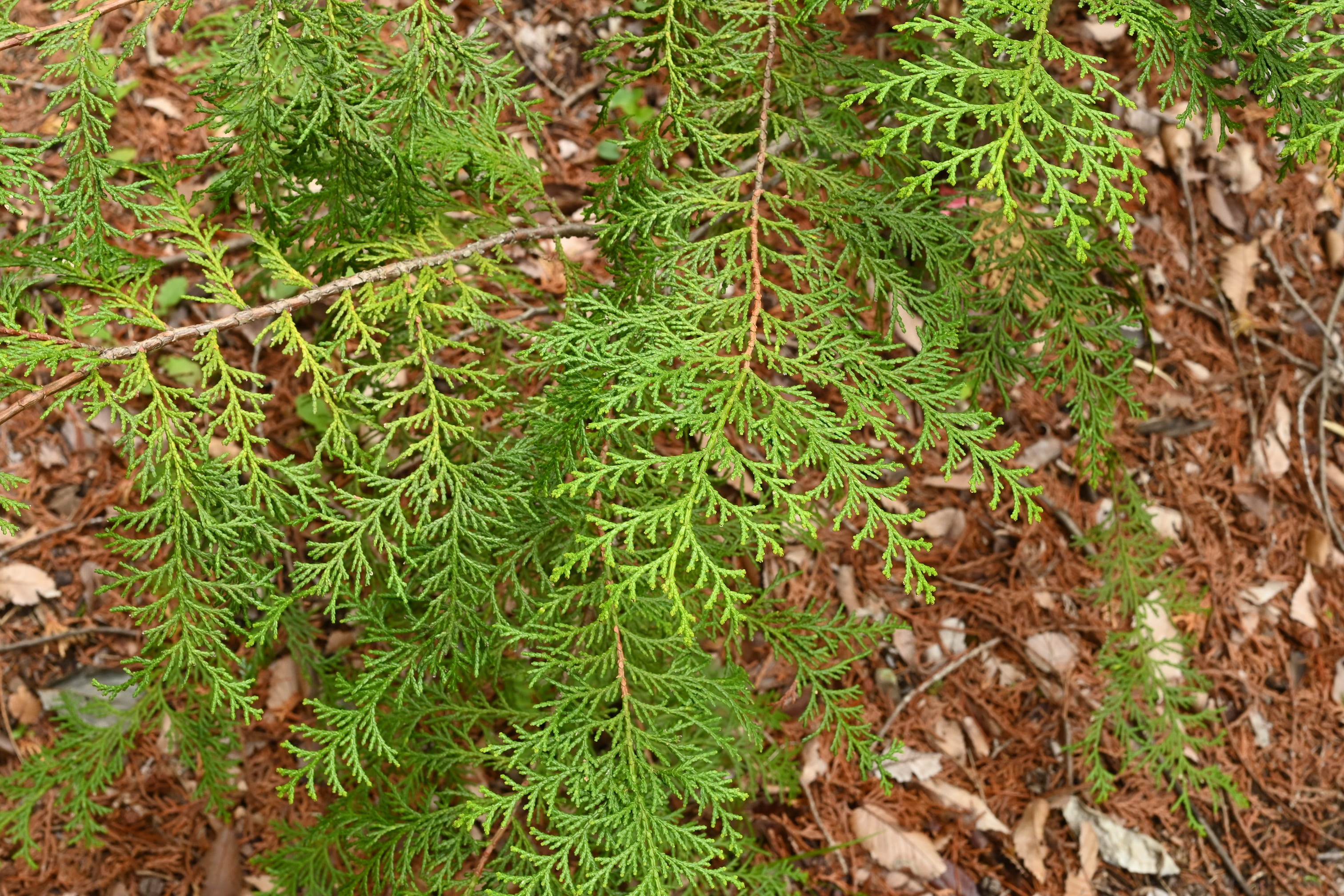 ヒノキ 檜 庭木図鑑 植木ペディア