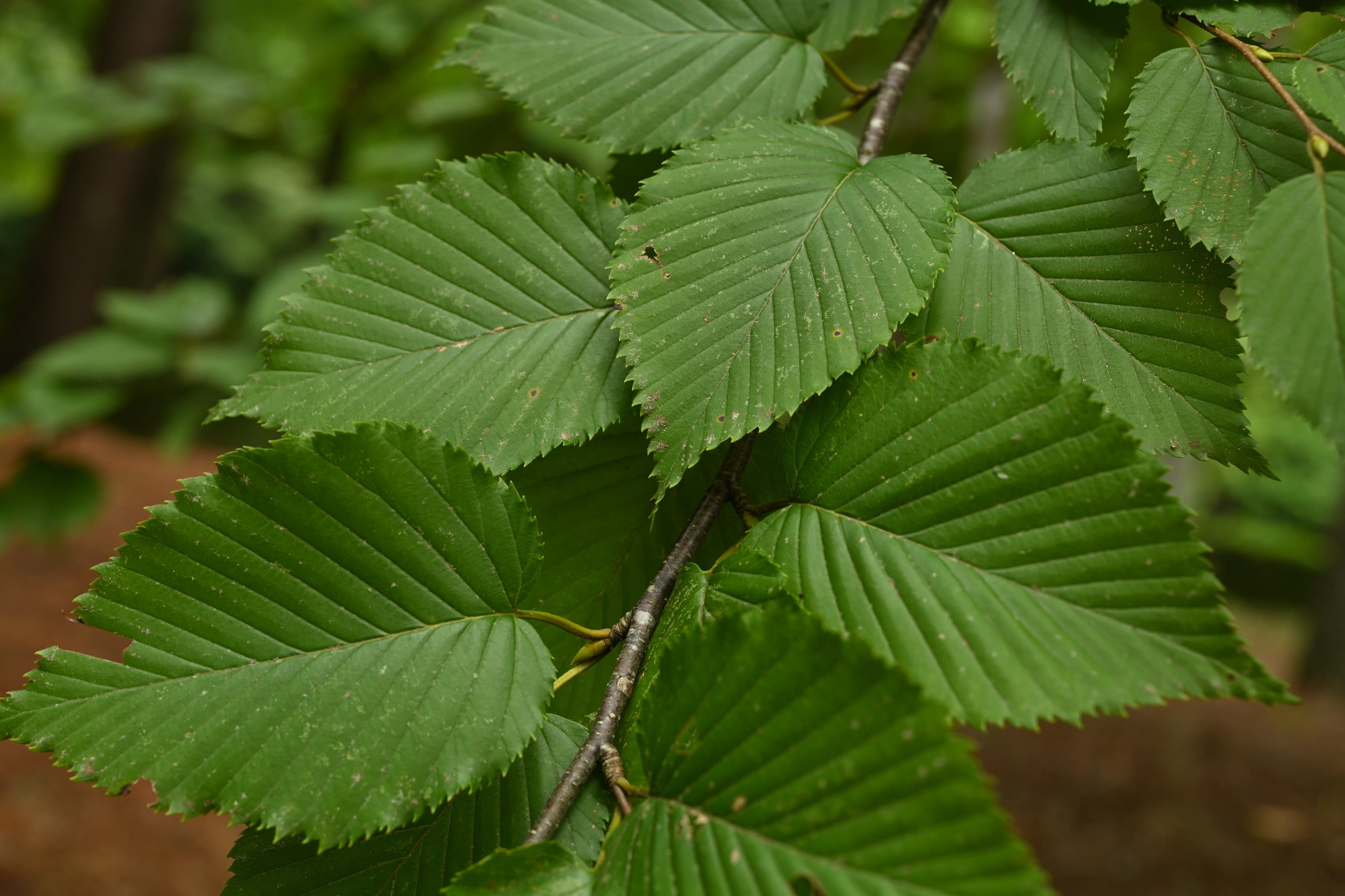 ミズメ 庭木図鑑 植木ペディア