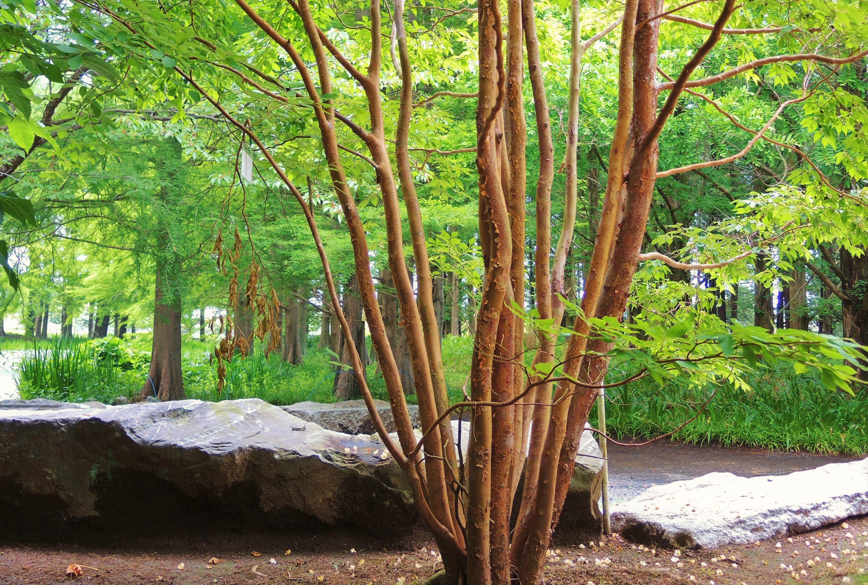 ヒメシャラ - 庭木図鑑 植木ペディア ヒメシャラ - 庭木図鑑 植木ペディア
