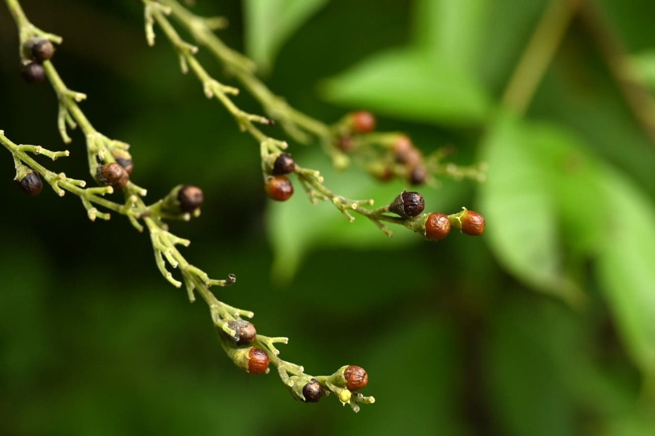 ニンジンボク／にんじんぼく／人参木 - 庭木図鑑 植木ペディア