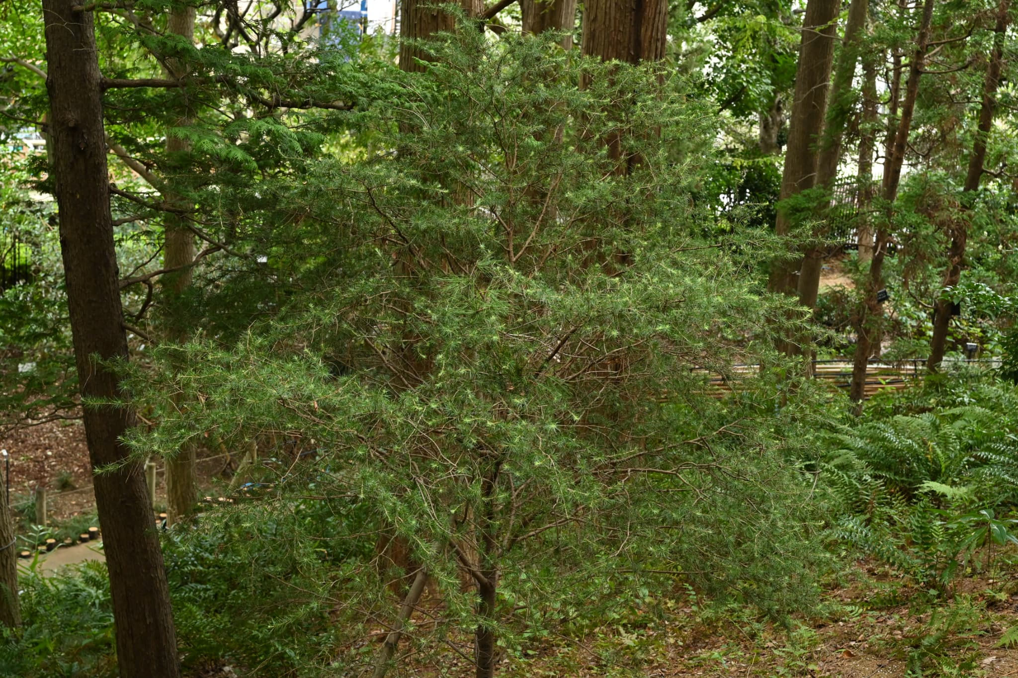 レバノンシーダー - 庭木図鑑 植木ペディア