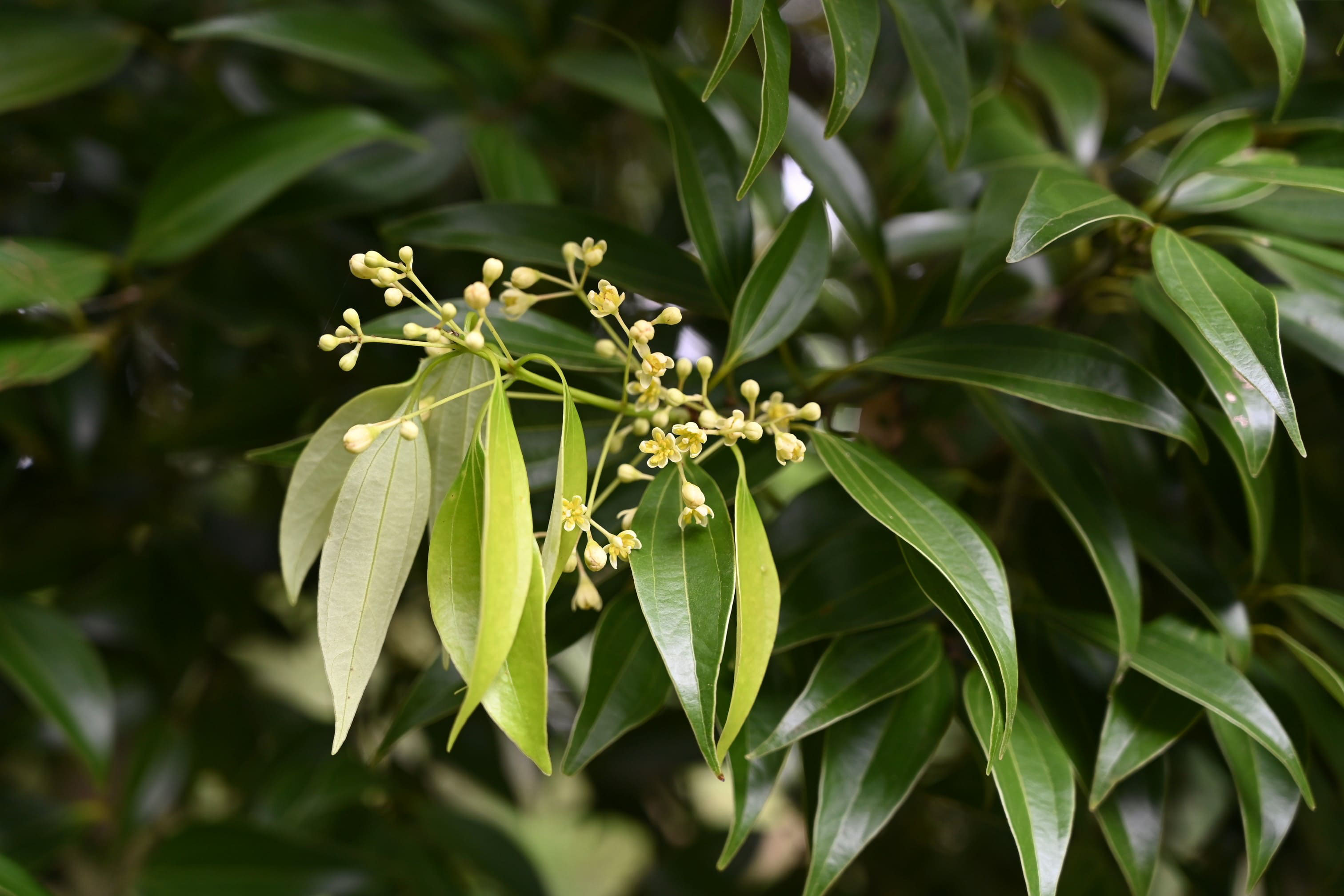 ニッケイ 肉桂 庭木図鑑 植木ペディア