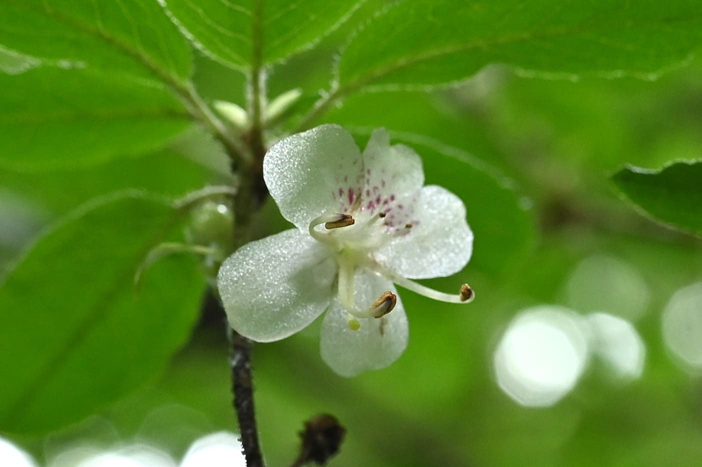 バイカツツジ／ばいかつつじ／梅花躑躅 - 庭木図鑑 植木ペディア