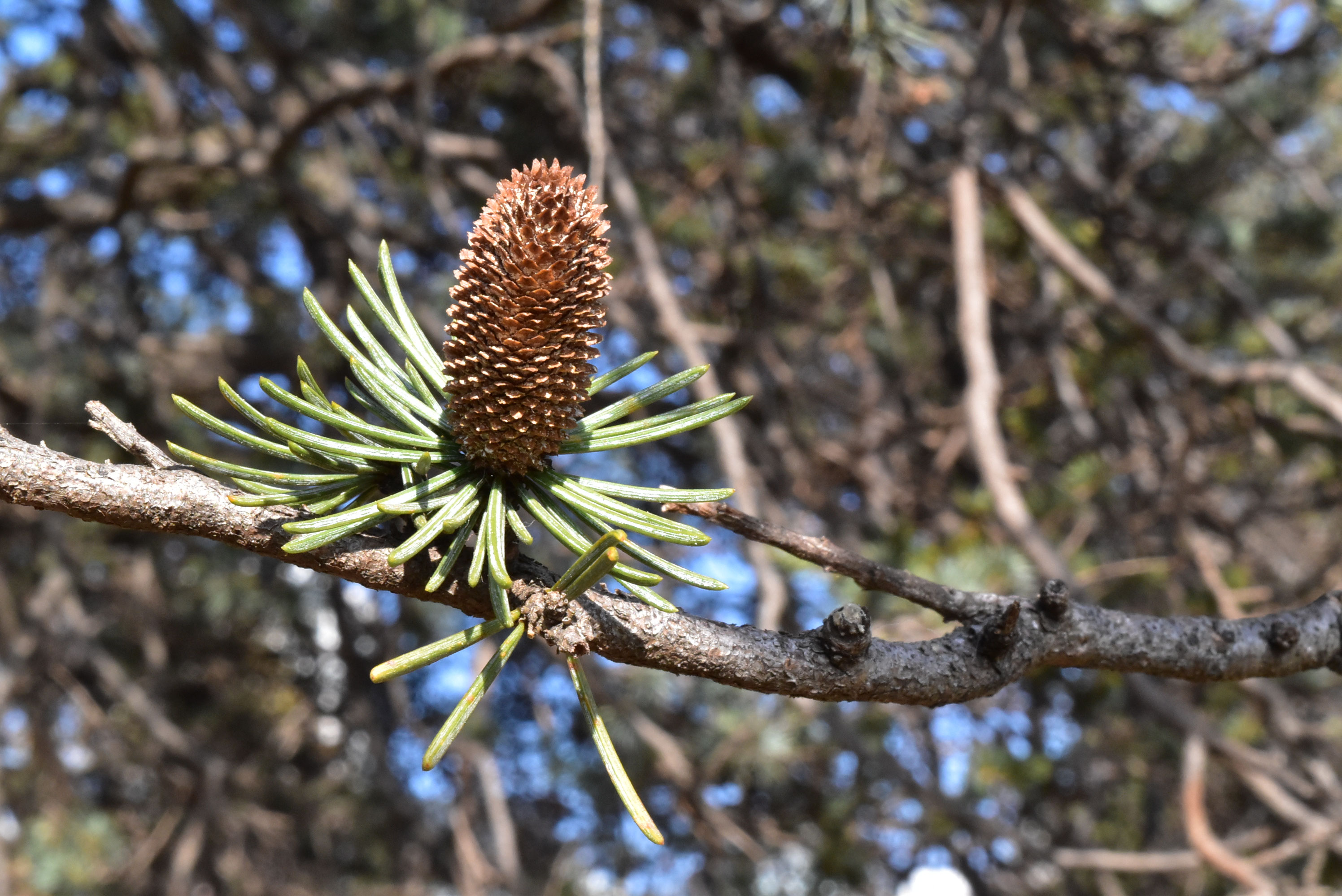 アトラスシーダー - 庭木図鑑 植木ペディア
