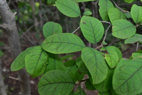 美の極み。山採りウメモドキ。 ウメモドキ（モチノキ科）｜素人植物図鑑