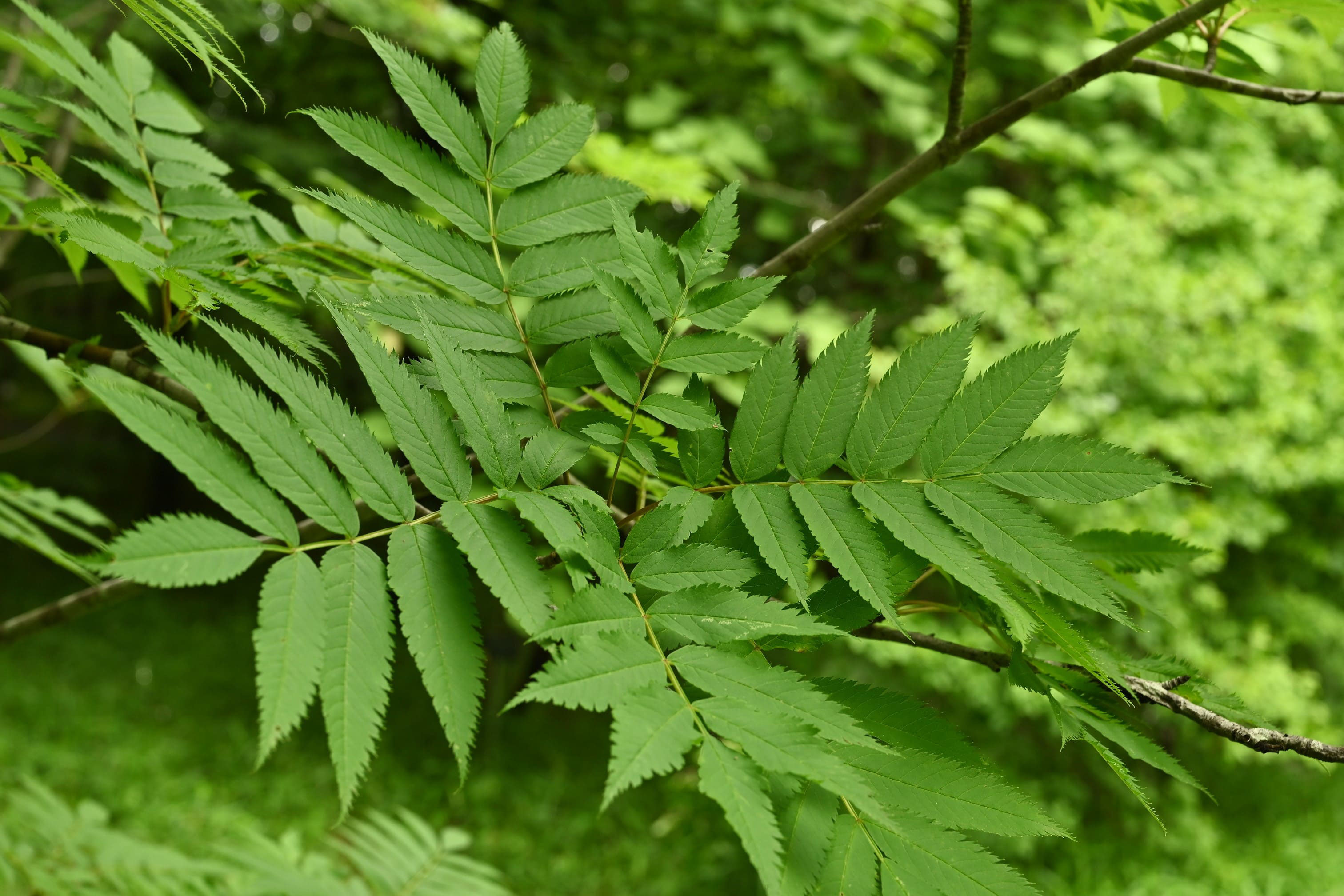 ナナカマド 七竈 庭木図鑑 植木ペディア