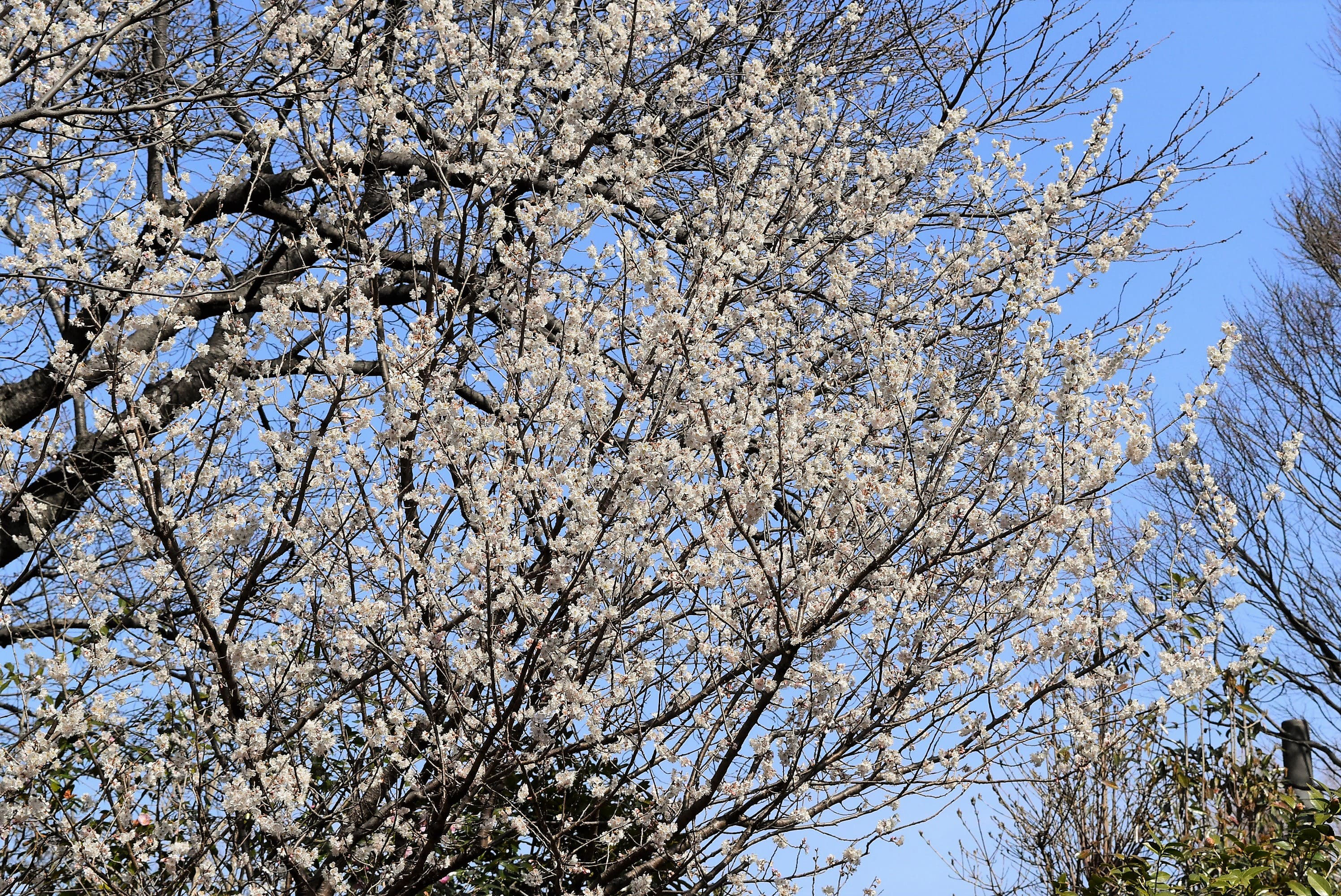 オウトウ 桜桃 庭木図鑑 植木ペディア オウトウ 桜桃 庭木図鑑 植木ペディア