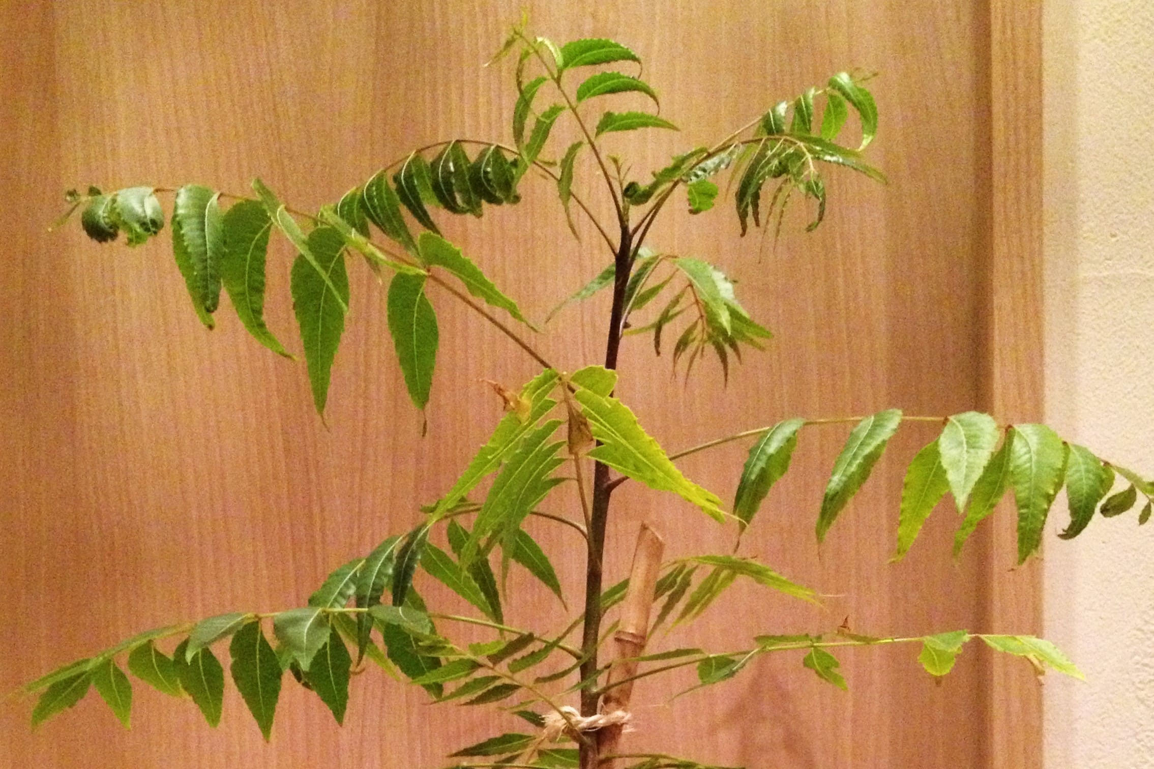 センダン(栴檀)の木、苗