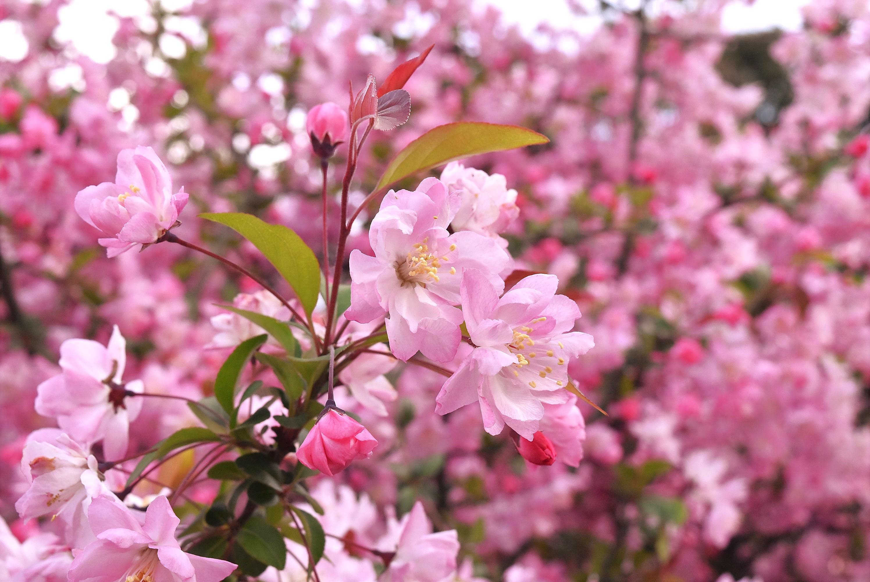 ハナカイドウ 花海棠 庭木図鑑 植木ペディア