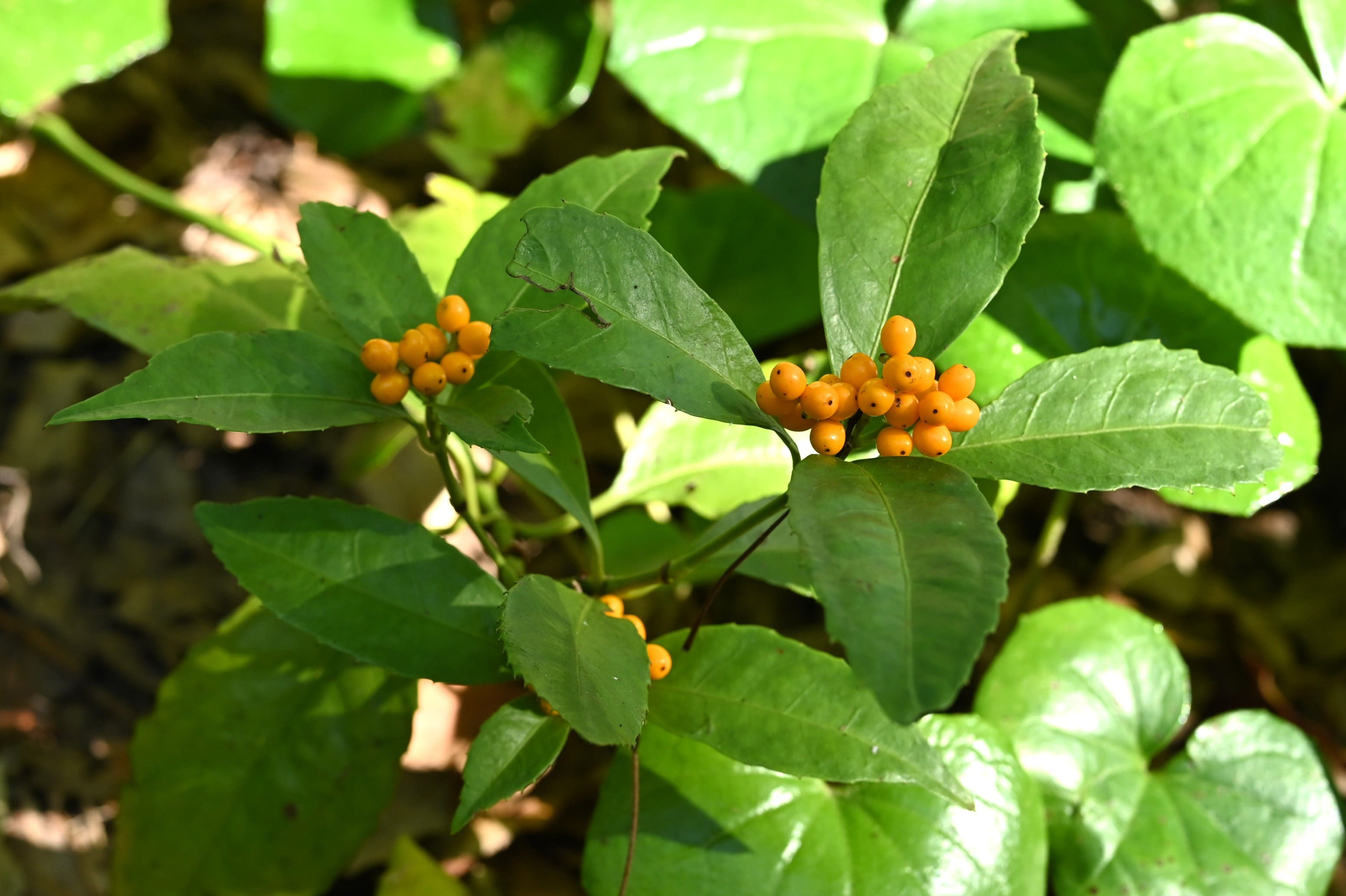 センリョウ 千両 庭木図鑑 植木ペディア