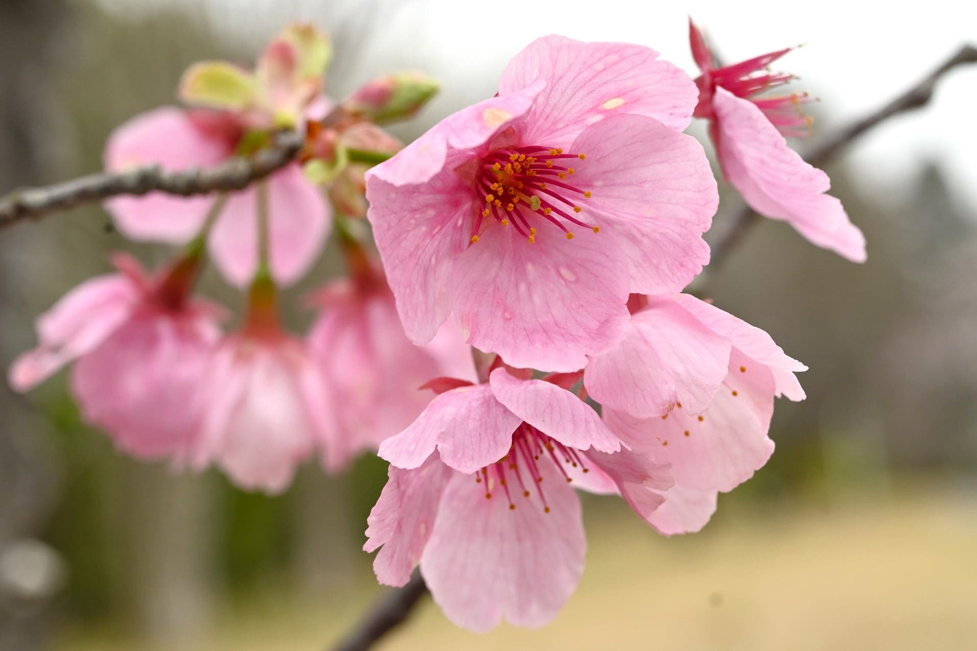 ヨウコウザクラ ようこうざくら 陽光桜 庭木図鑑 植木ペディア