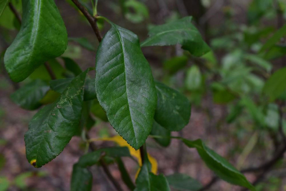 ボケ 木瓜 庭木図鑑 植木ペディア