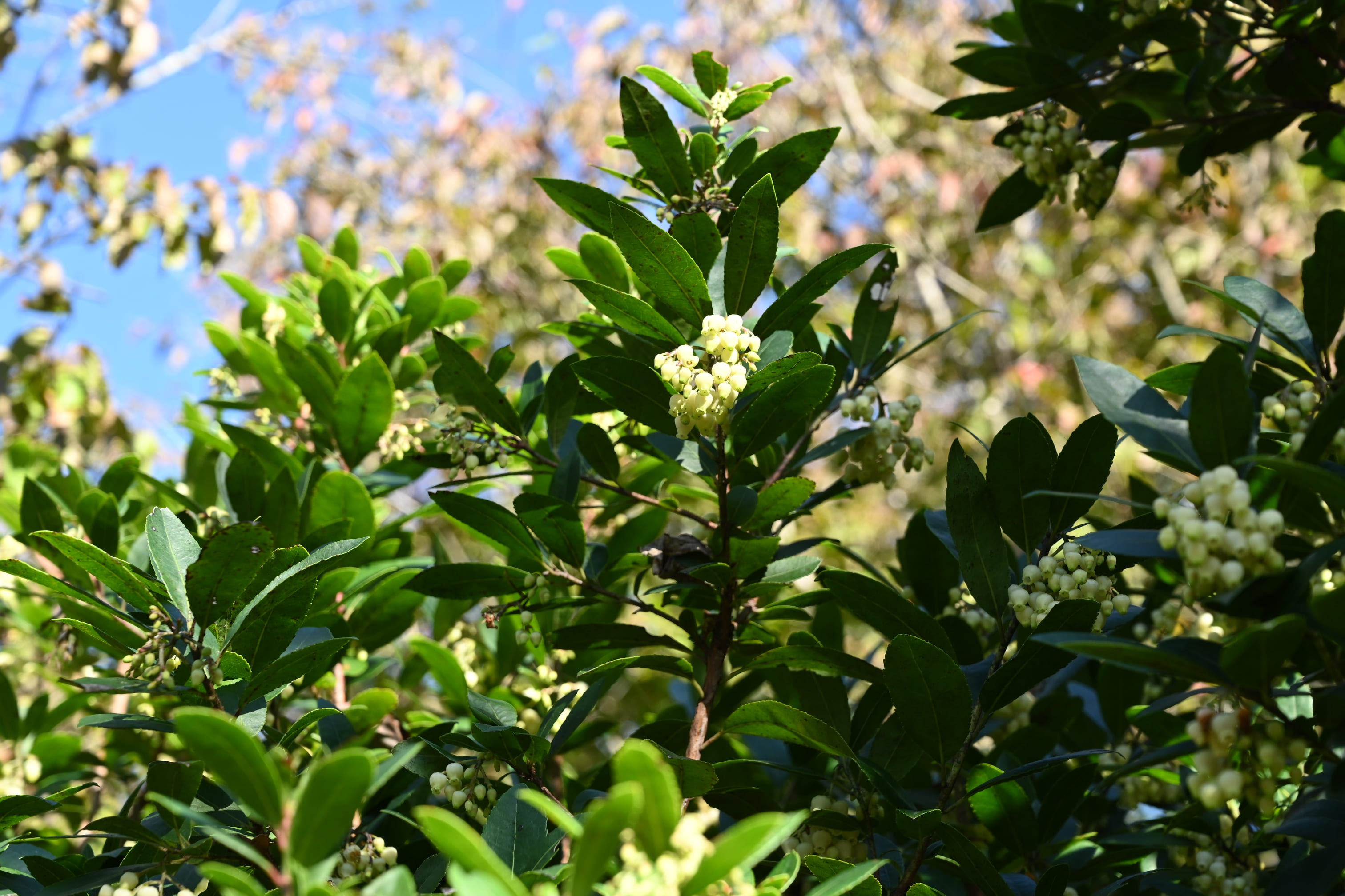 ヒメイチゴノキ ひめいちごのき 姫苺木 庭木図鑑 植木ペディア