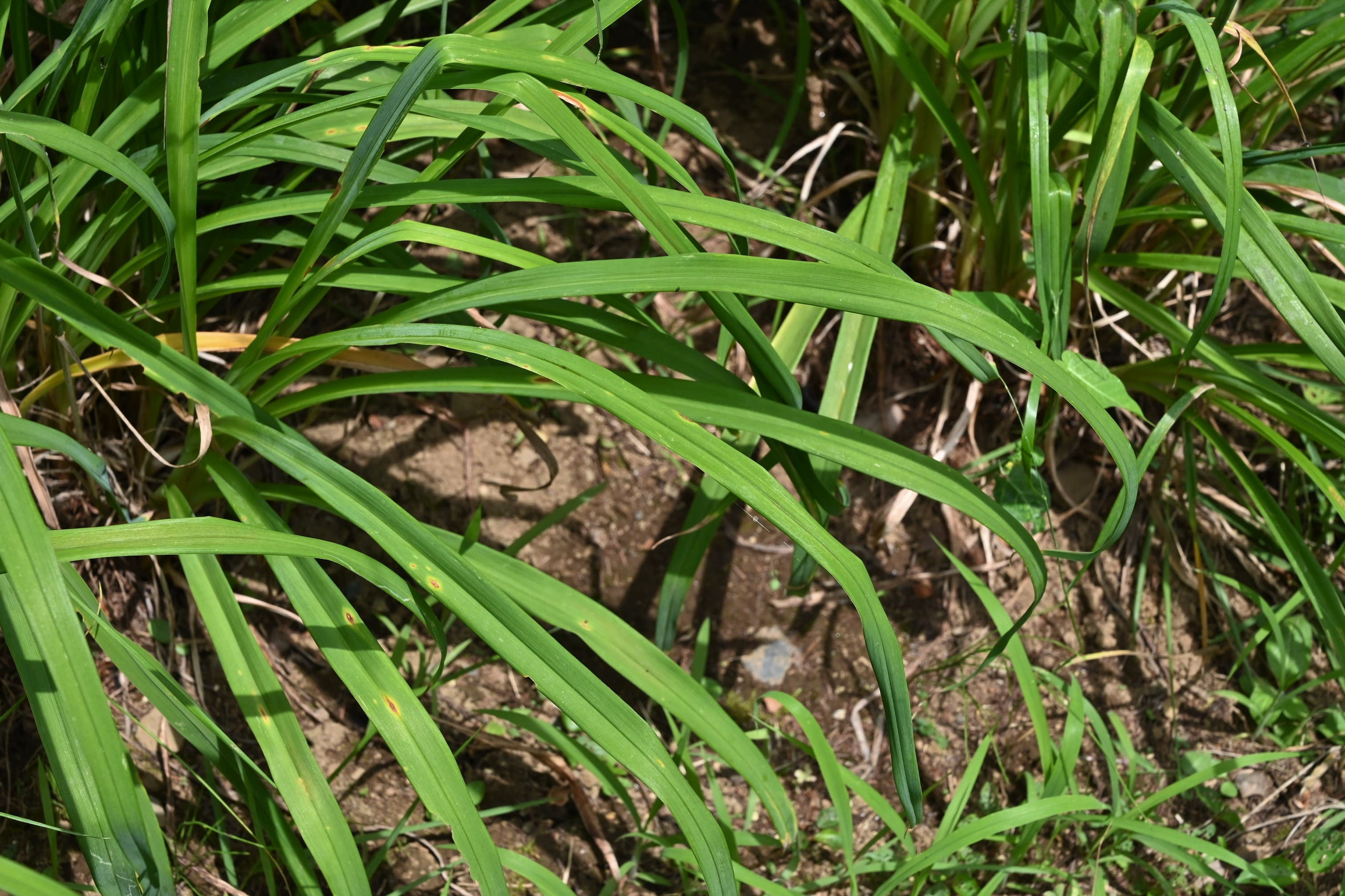 ニッコウキスゲ にっこうきすげ 日光黄菅 庭木図鑑 植木ペディア