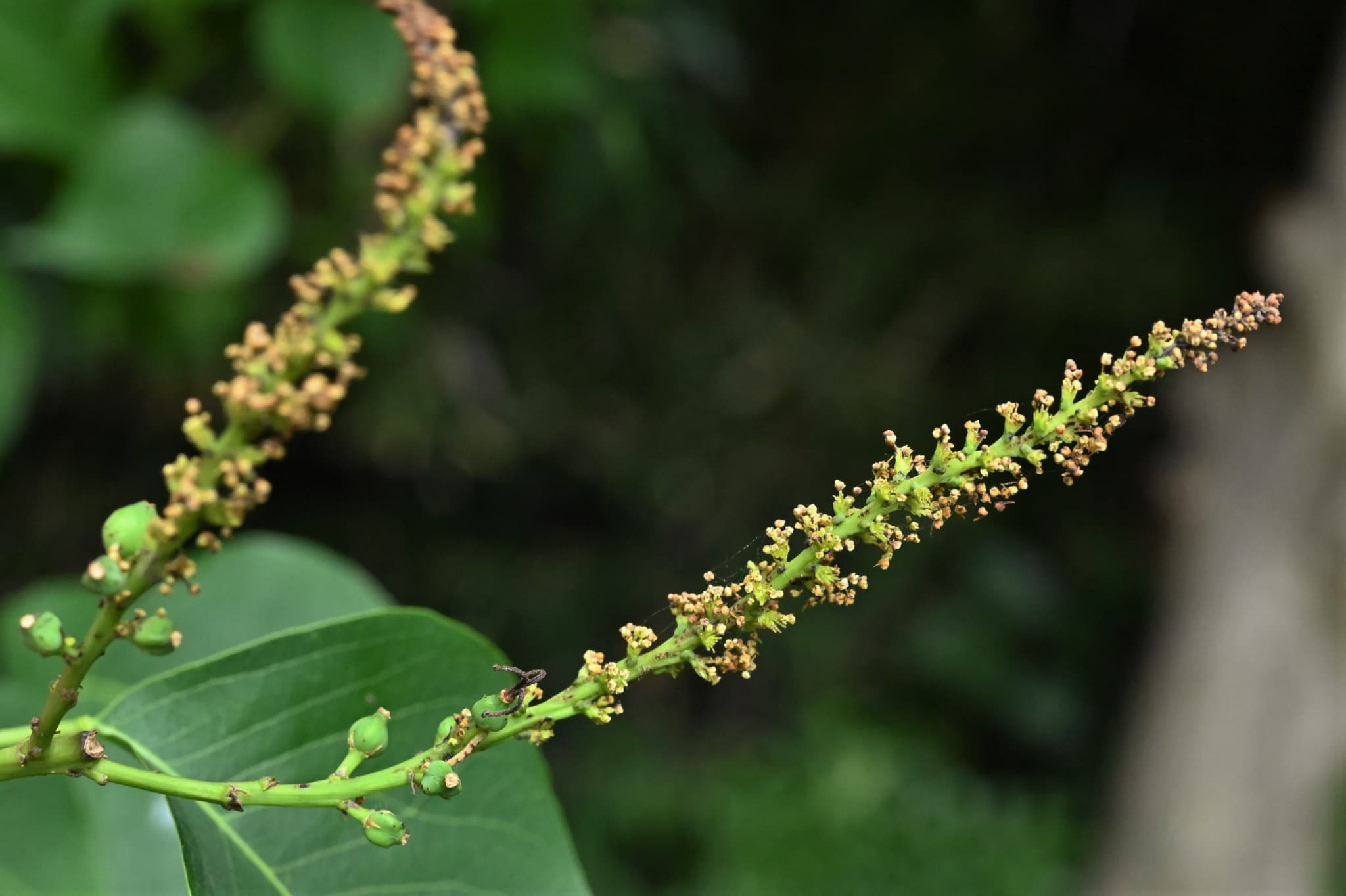 ナンキンハゼ（南京櫨） - 庭木図鑑 植木ペディア