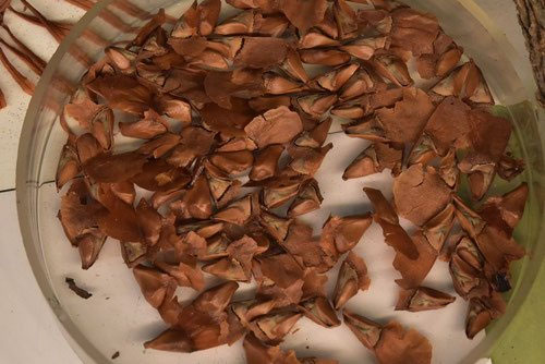 【ロシアのモミの木で作られた馬の形をしたククサ③】 ロシアのモミの木で作られた馬の形をしたククサ③】