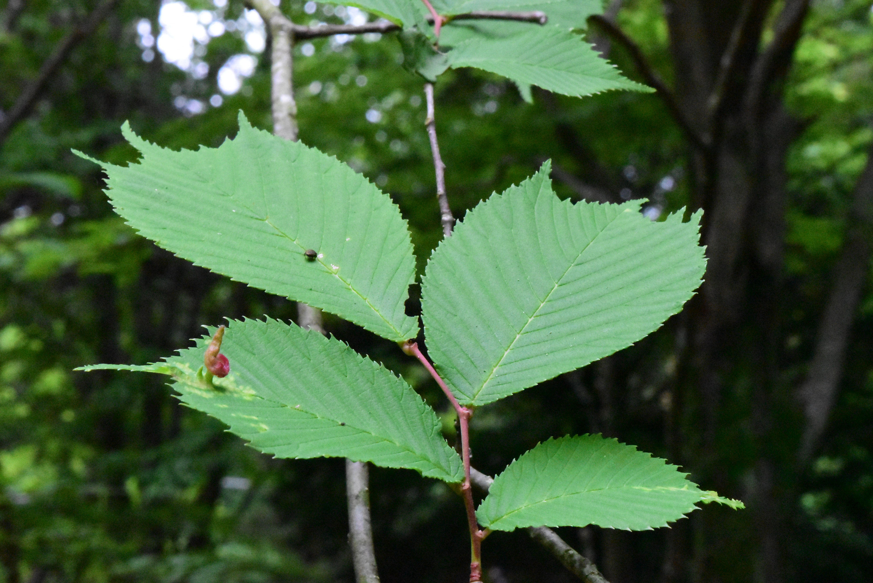 オヒョウ おひょう 於瓢 庭木図鑑 植木ペディア