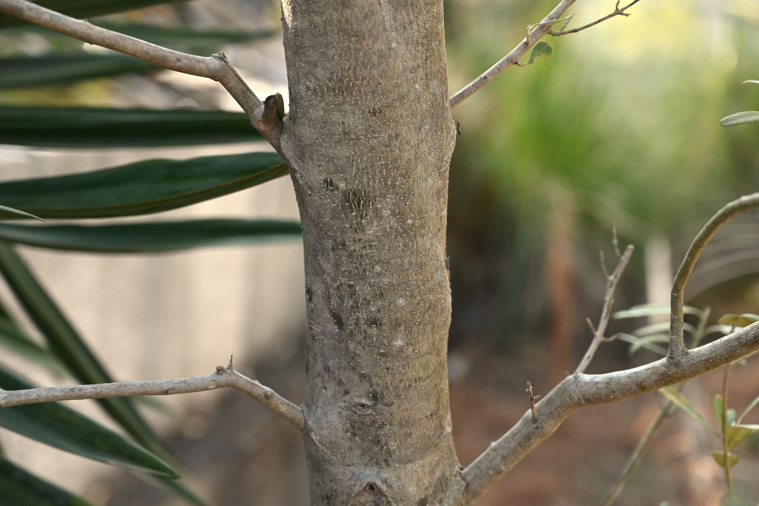 オリーブの木 アメリカン 太幹 植物 オリーブ - 庭木図鑑 植木