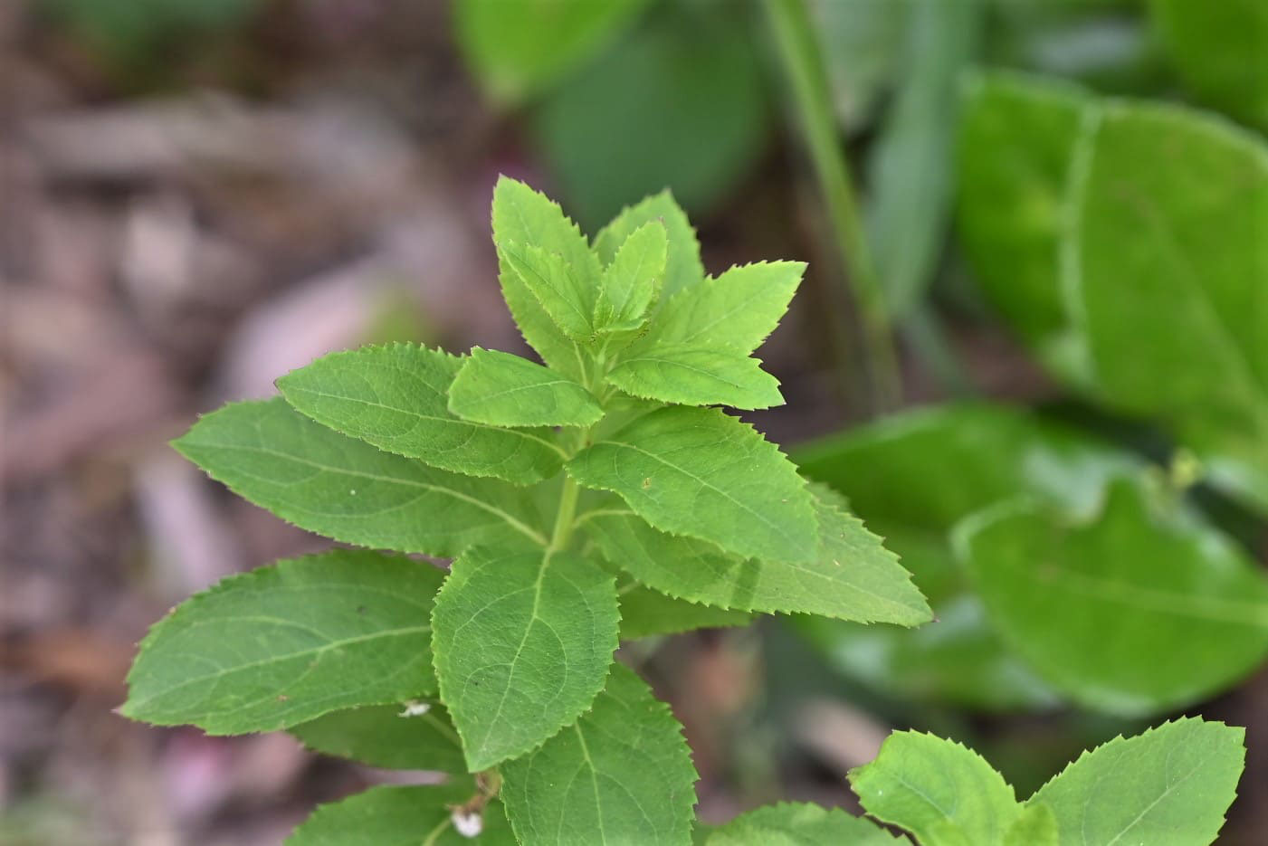 キキョウ 桔梗 庭木図鑑 植木ペディア