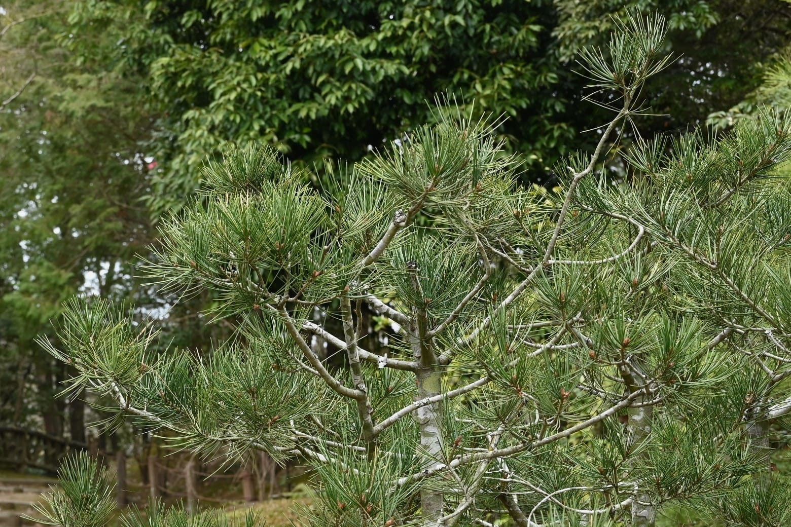 シロマツ（白松） - 庭木図鑑 植木ペディア