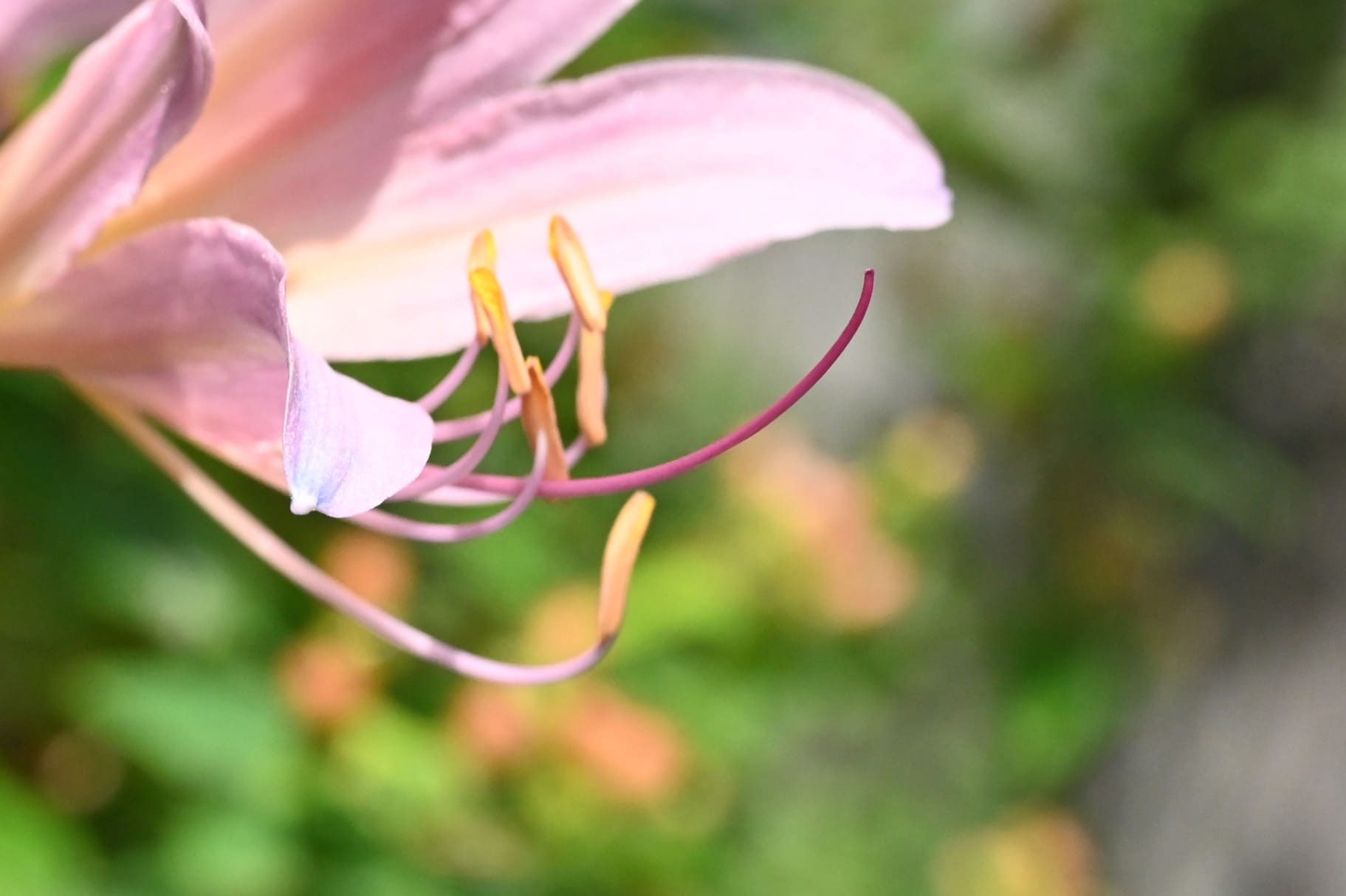 ナツズイセン／なつずいせん／夏水仙 - 庭木図鑑 植木ペディア