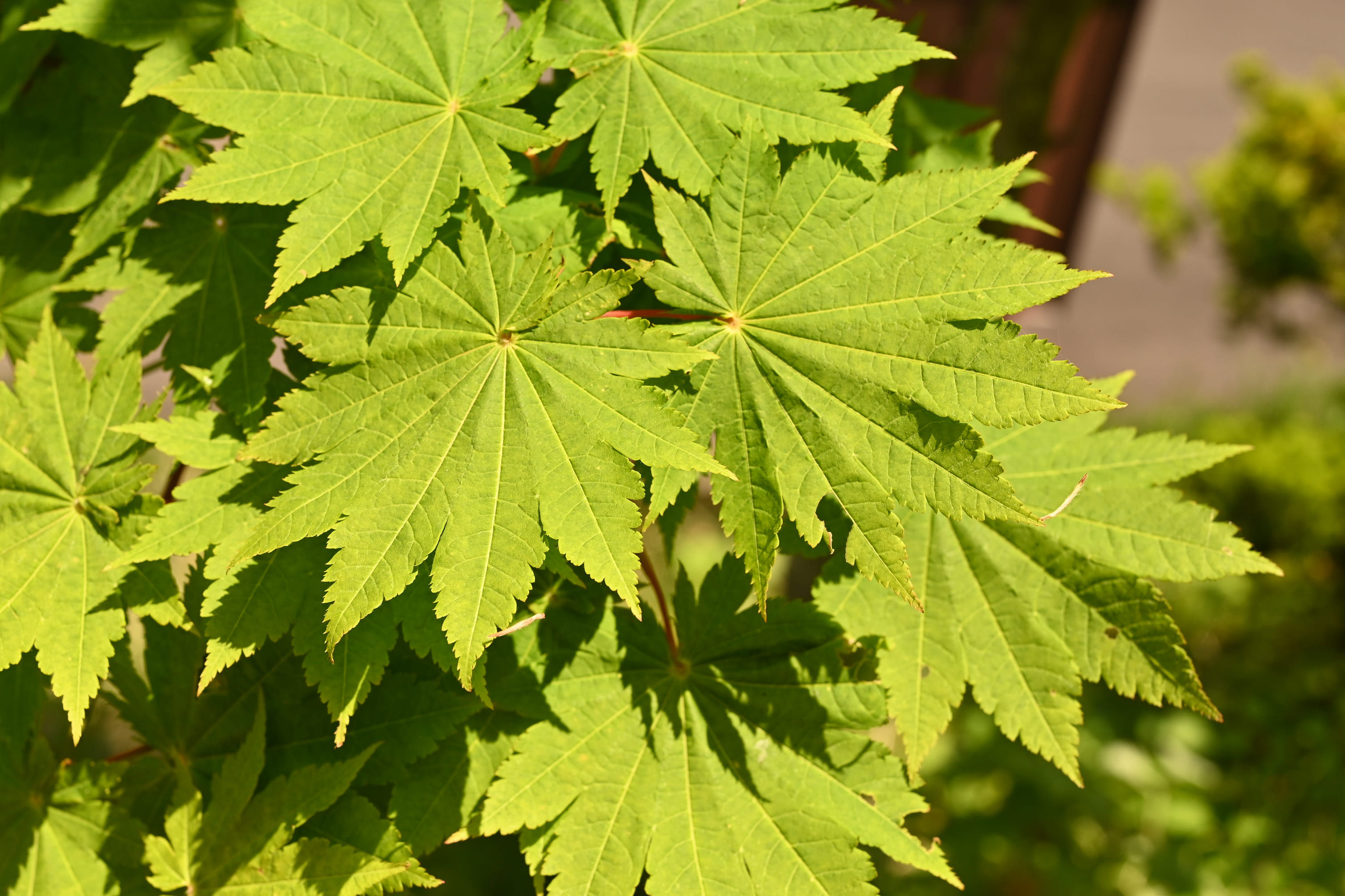 イタヤカエデ　オオイタヤメイゲツ　【品番3463】 イタヤカエデ オオイタヤメイゲツ 【品番3463】 オオイタヤメイゲツ