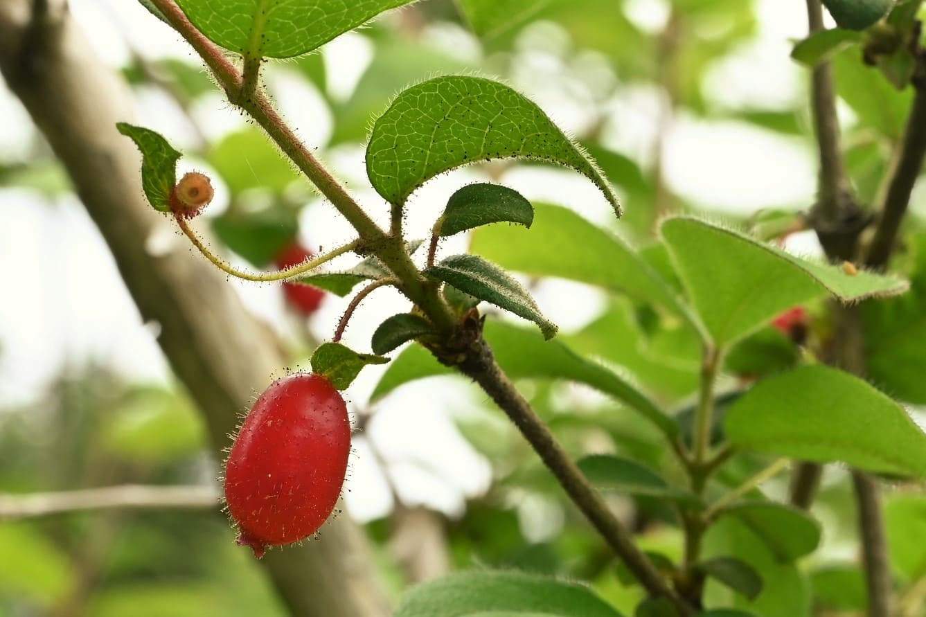 ミヤマウグイスカグラ（深山鶯神楽） - 庭木図鑑 植木ペディア