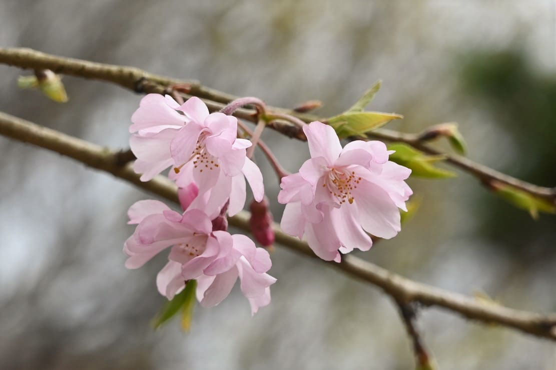 シダレザクラ しだれざくら 枝垂桜 庭木図鑑 植木ペディア