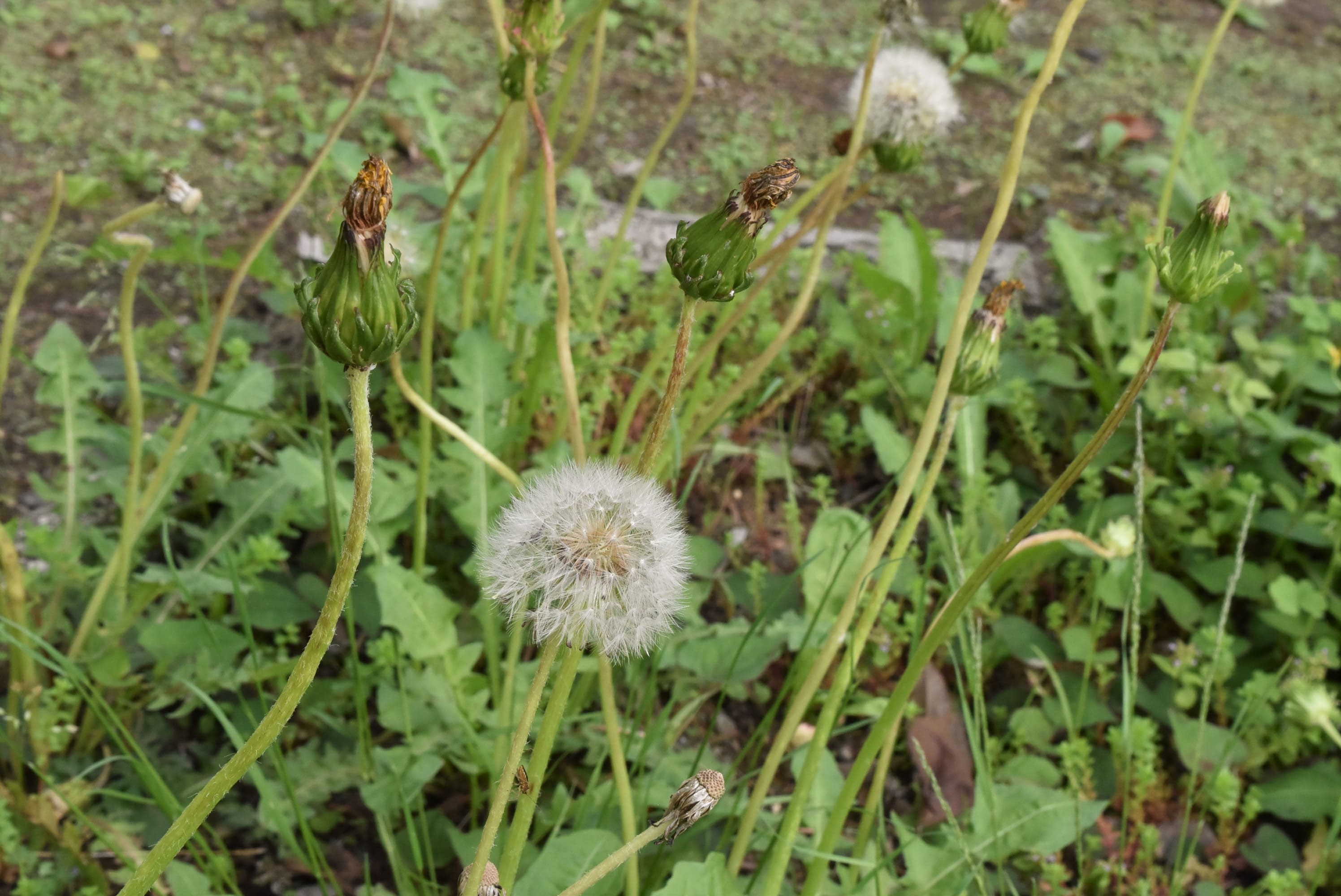 カントウタンポポ／かんとうたんぽぽ／関東蒲公英 - 庭木図鑑