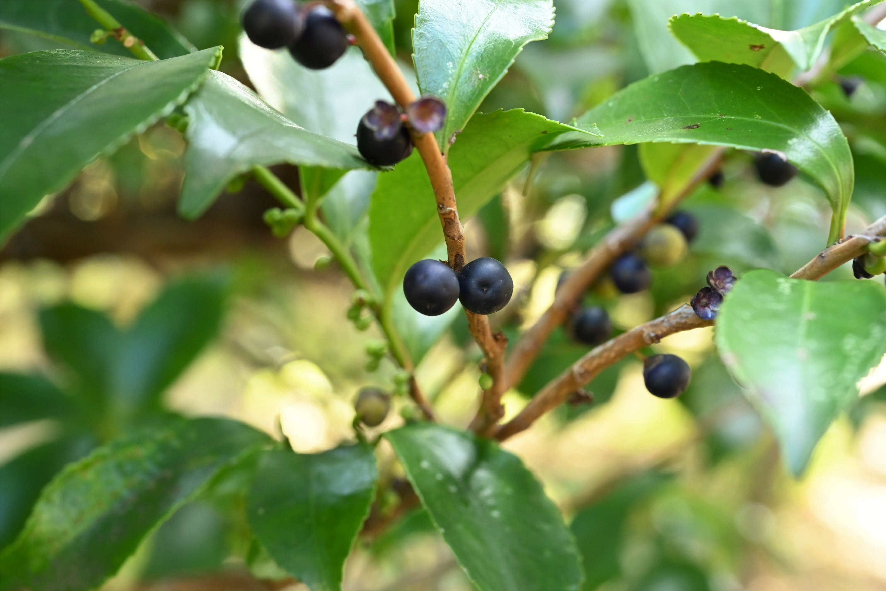 自然な樹形が美しい 山採りの ヒサカキ 675 樹高1.2m位 ヒメサカキ 姫榊 自然な樹形が美しい 山採りの ヒサカキ 675 樹高1.2m位 ヒメサカキ 姫