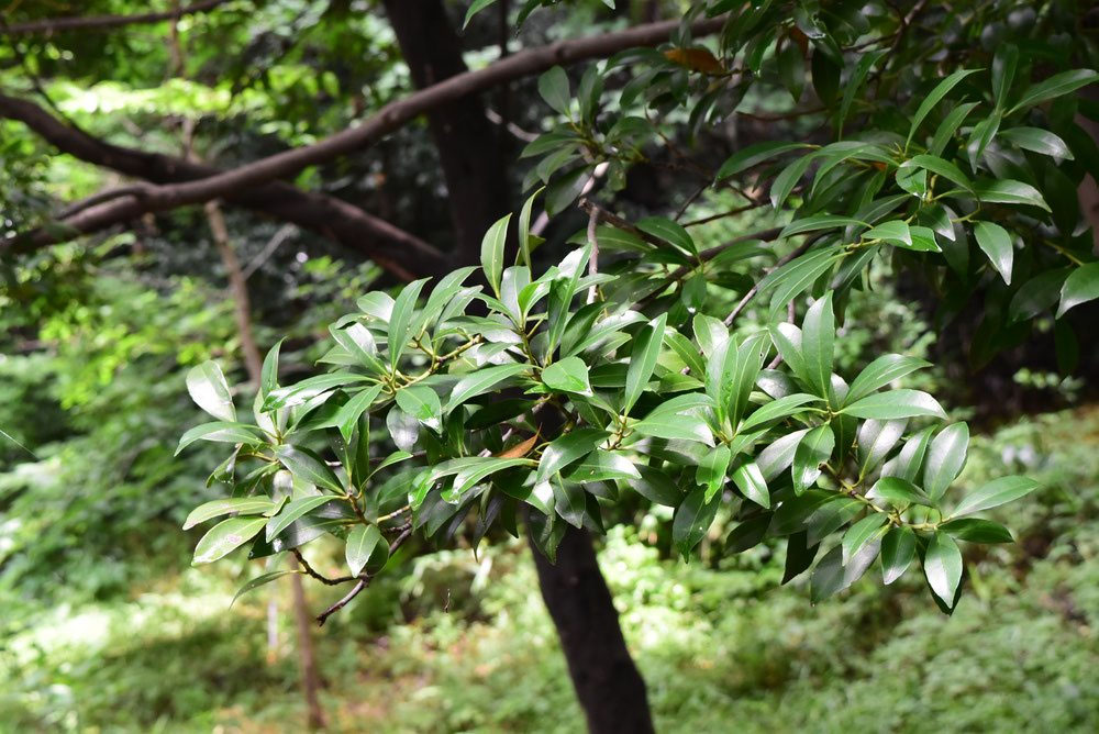 幹3本の貴重な黒木（クロキ）