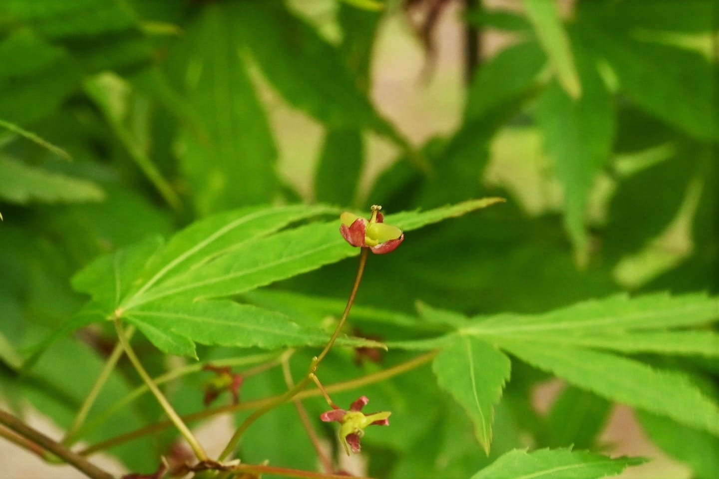 ペッパーペッパー イロハモミジ ペッパーペッパー イロハモミジ