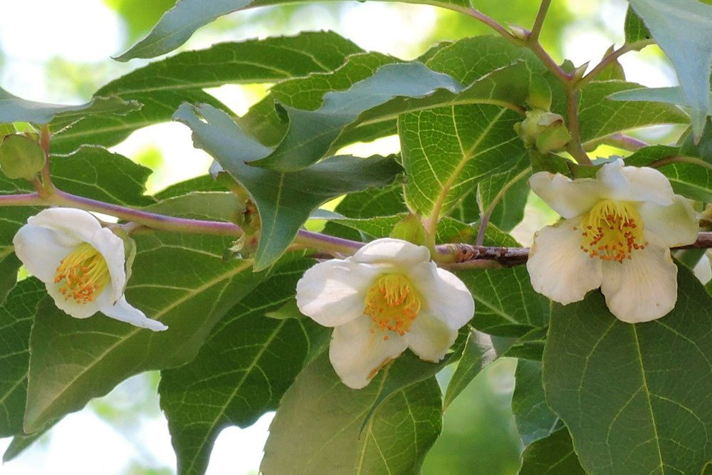 ナツツバキ 夏椿 庭木図鑑 植木ペディア