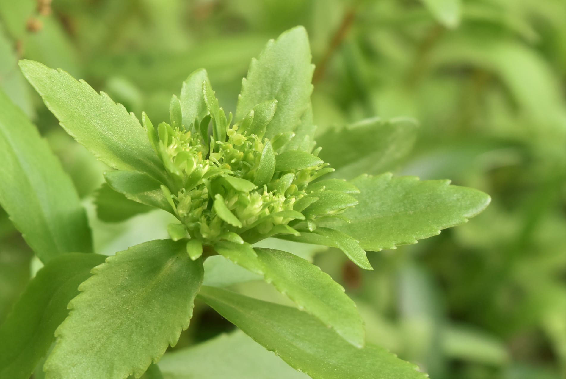 キリンソウ きりんそう 麒麟草 庭木図鑑 植木ペディア