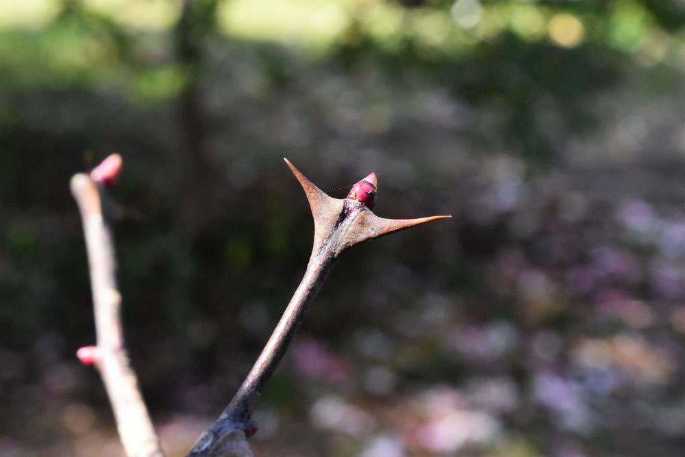 サンショウバラ 山椒薔薇 庭木図鑑 植木ペディア