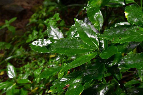 アオキ 青木 庭木図鑑 植木ペディア