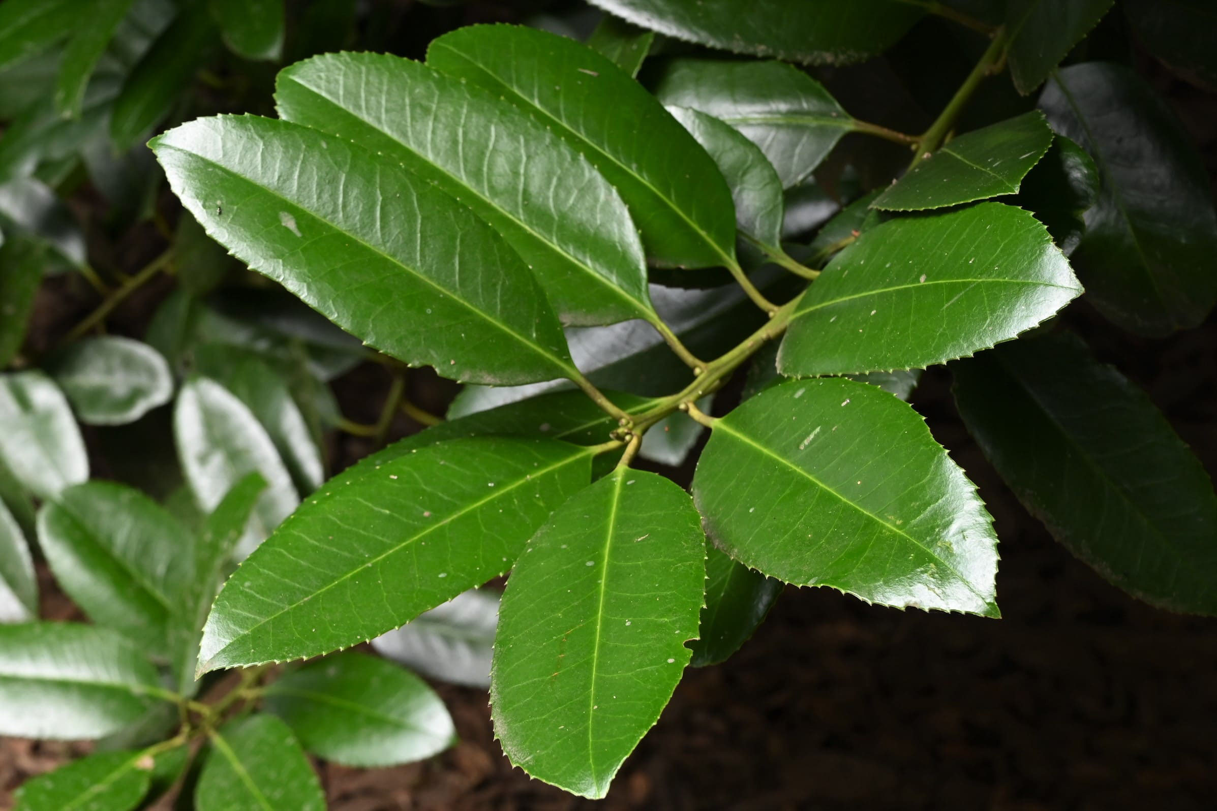 タラヨウ 庭木図鑑 植木ペディア