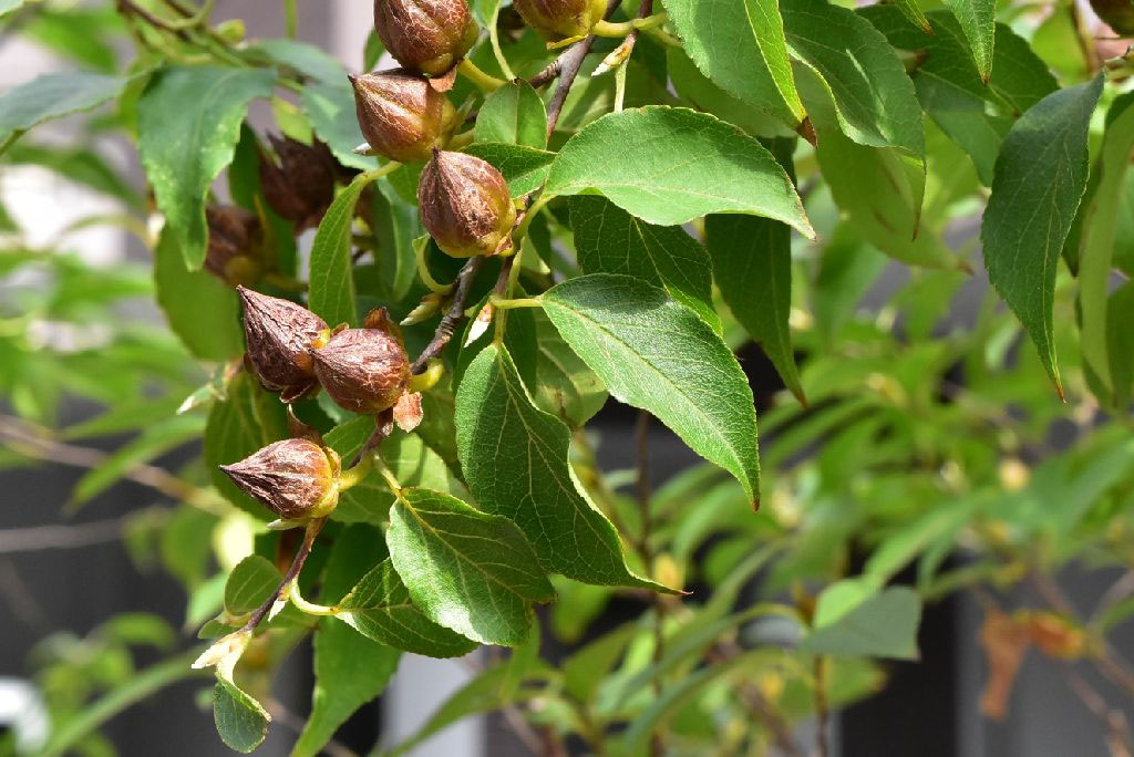 ヒメシャラ - 庭木図鑑 植木ペディア