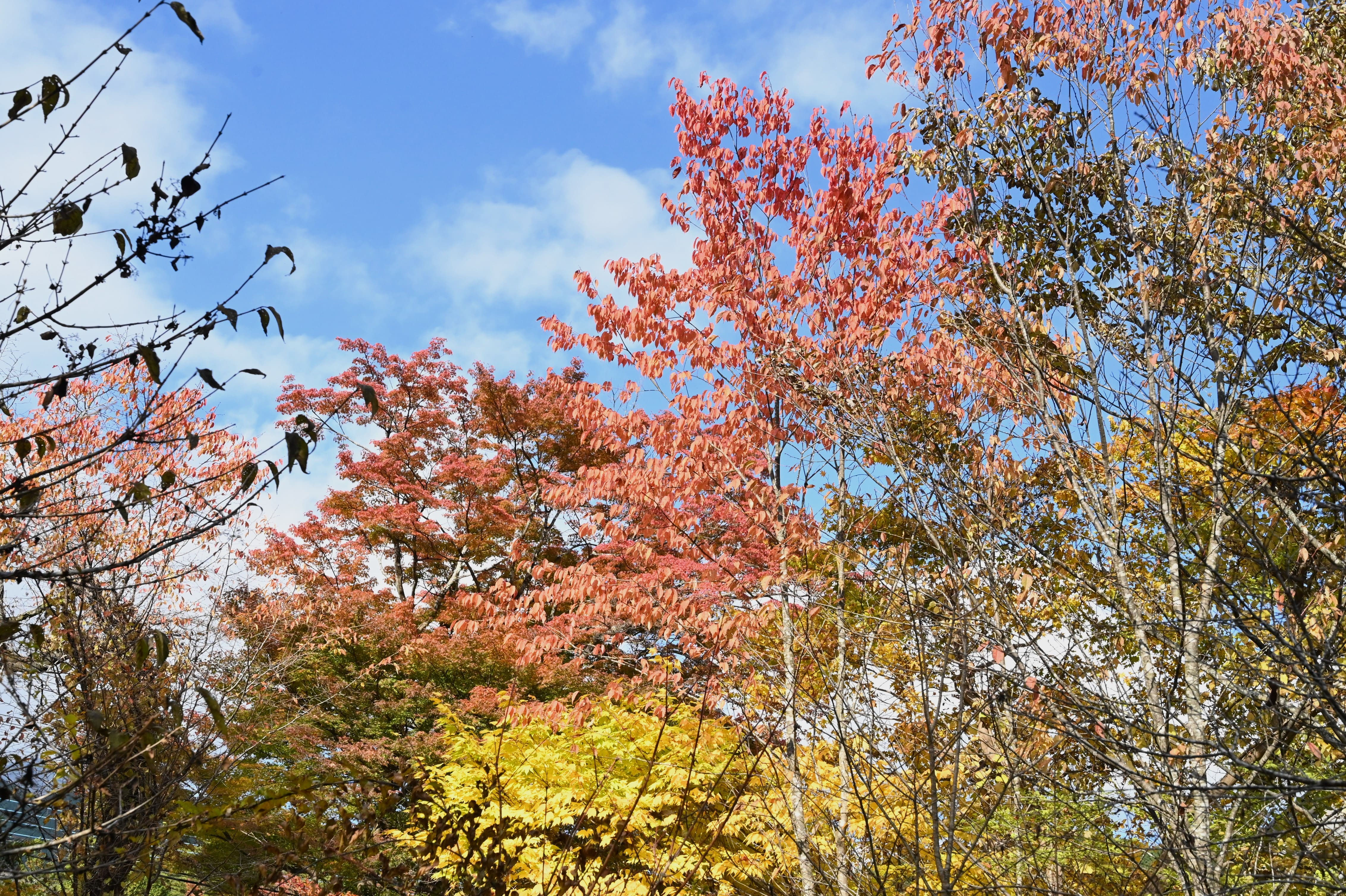 山採り　ヤマモミジ　ウワミズザクラ　混合株 紫桜館山の花屋 | オンライン見積もり - 「赤ミズ 9～10.5cmポット苗
