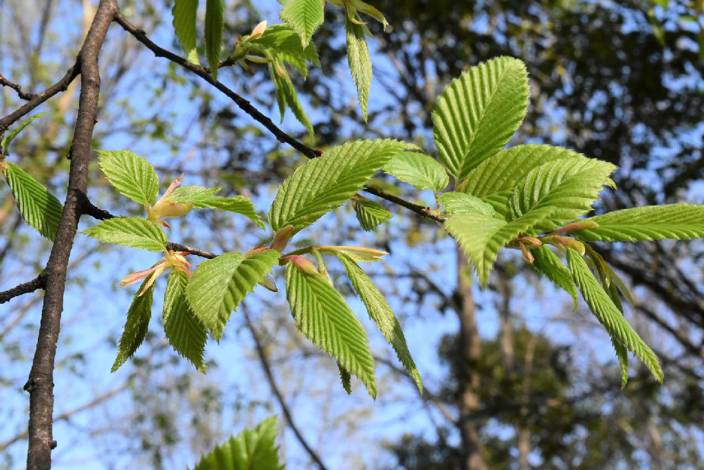 イヌシデ 庭木図鑑 植木ペディア イヌシデ 庭木図鑑 植木ペディア