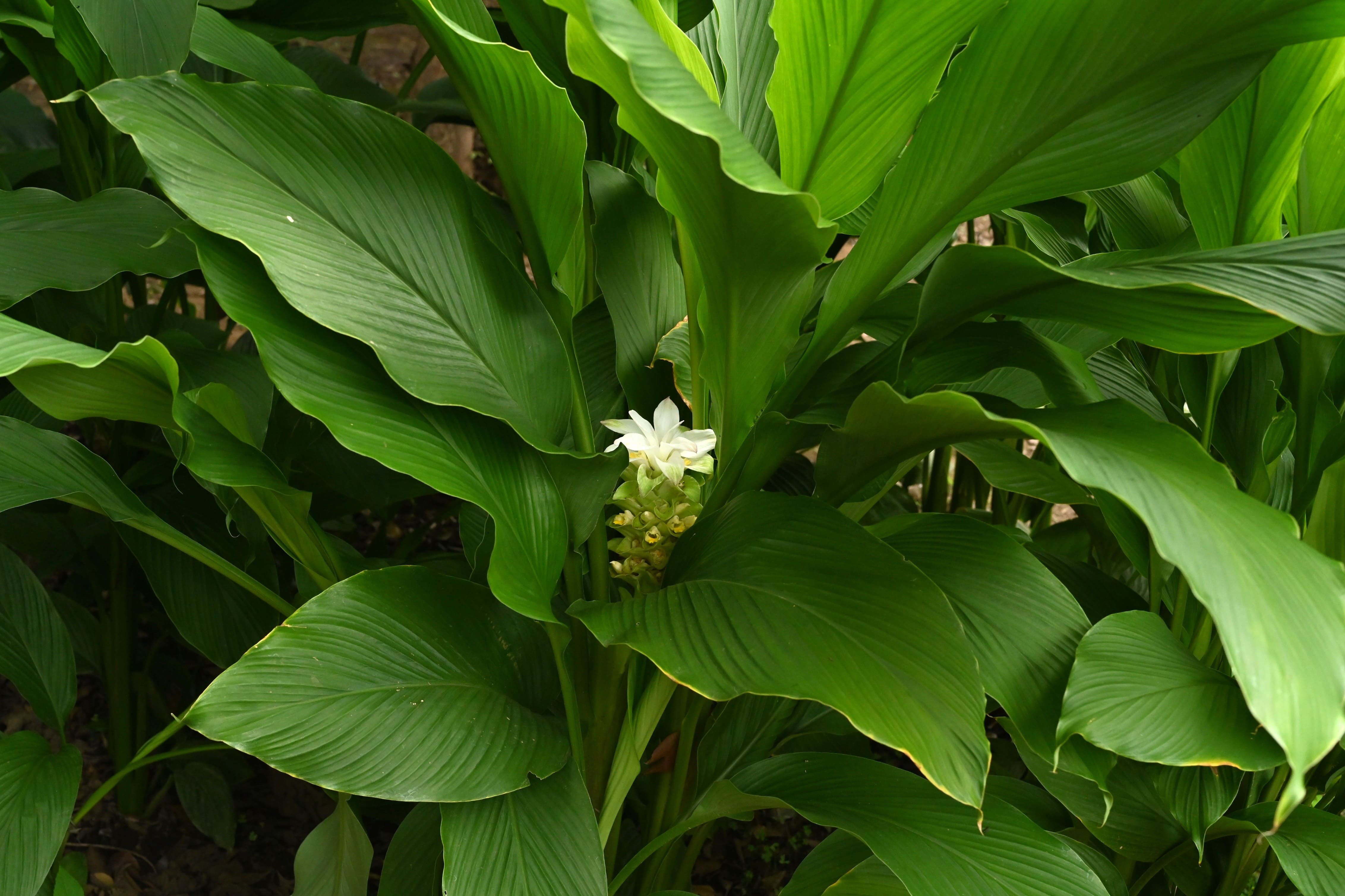 ウコン うこん 鬱金 庭木図鑑 植木ペディア