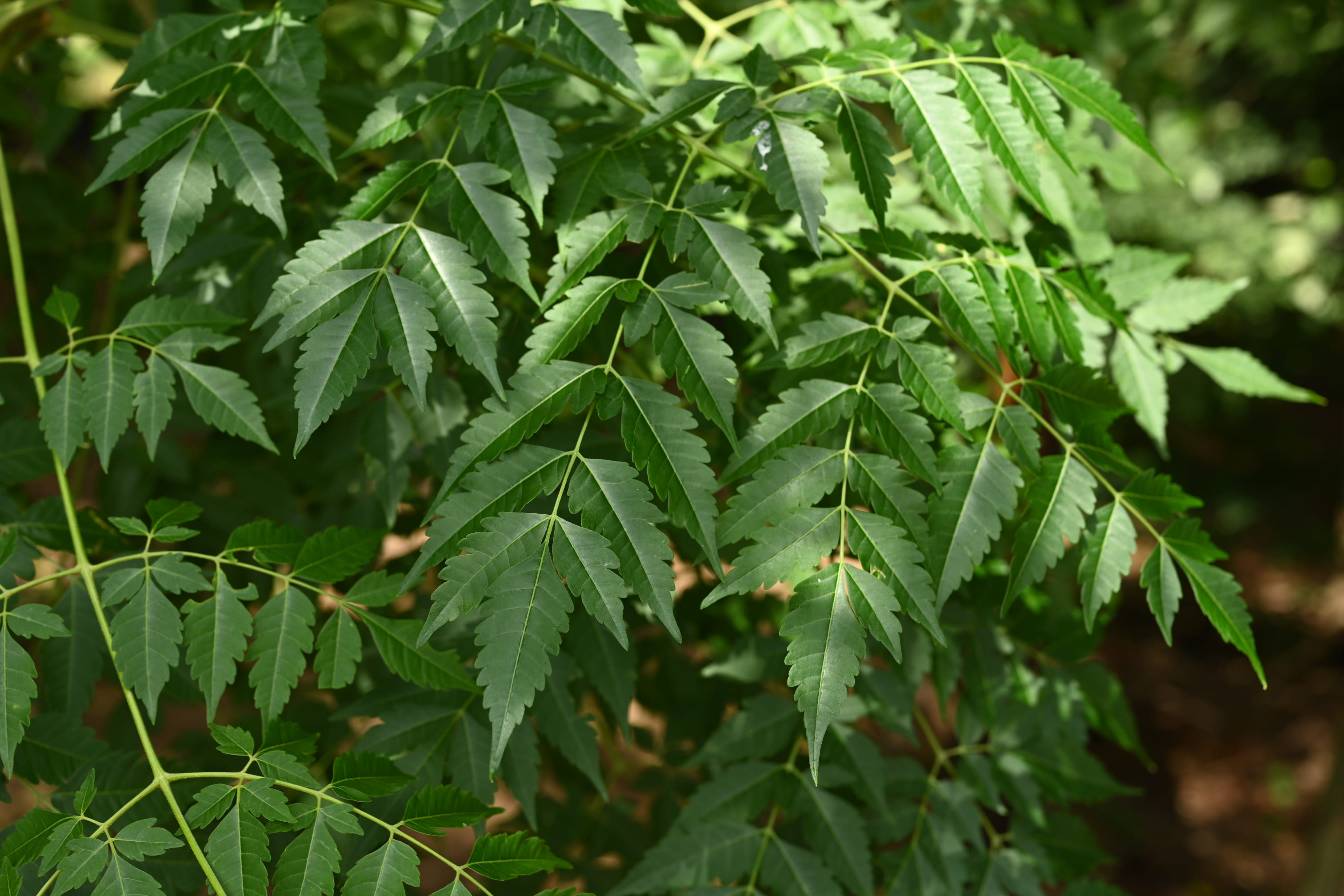 センダン(栴檀)の木、苗 センダン(栴檀)の木、苗